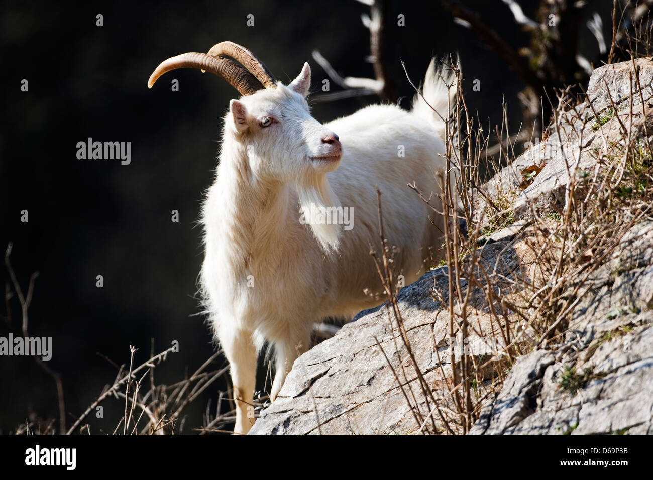 Bergziege Stockfoto