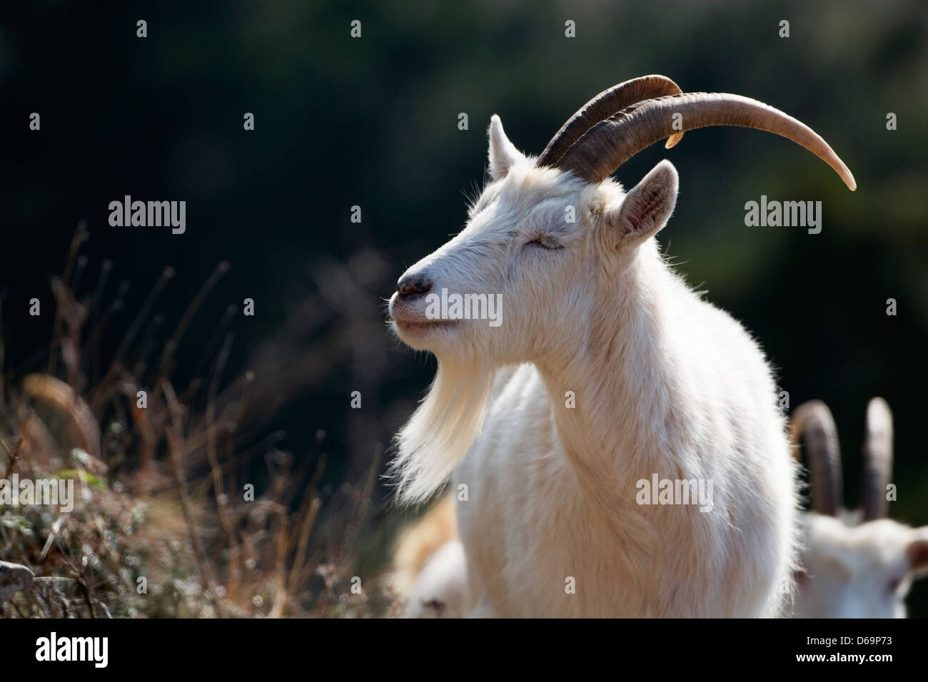 Bergziege Stockfoto