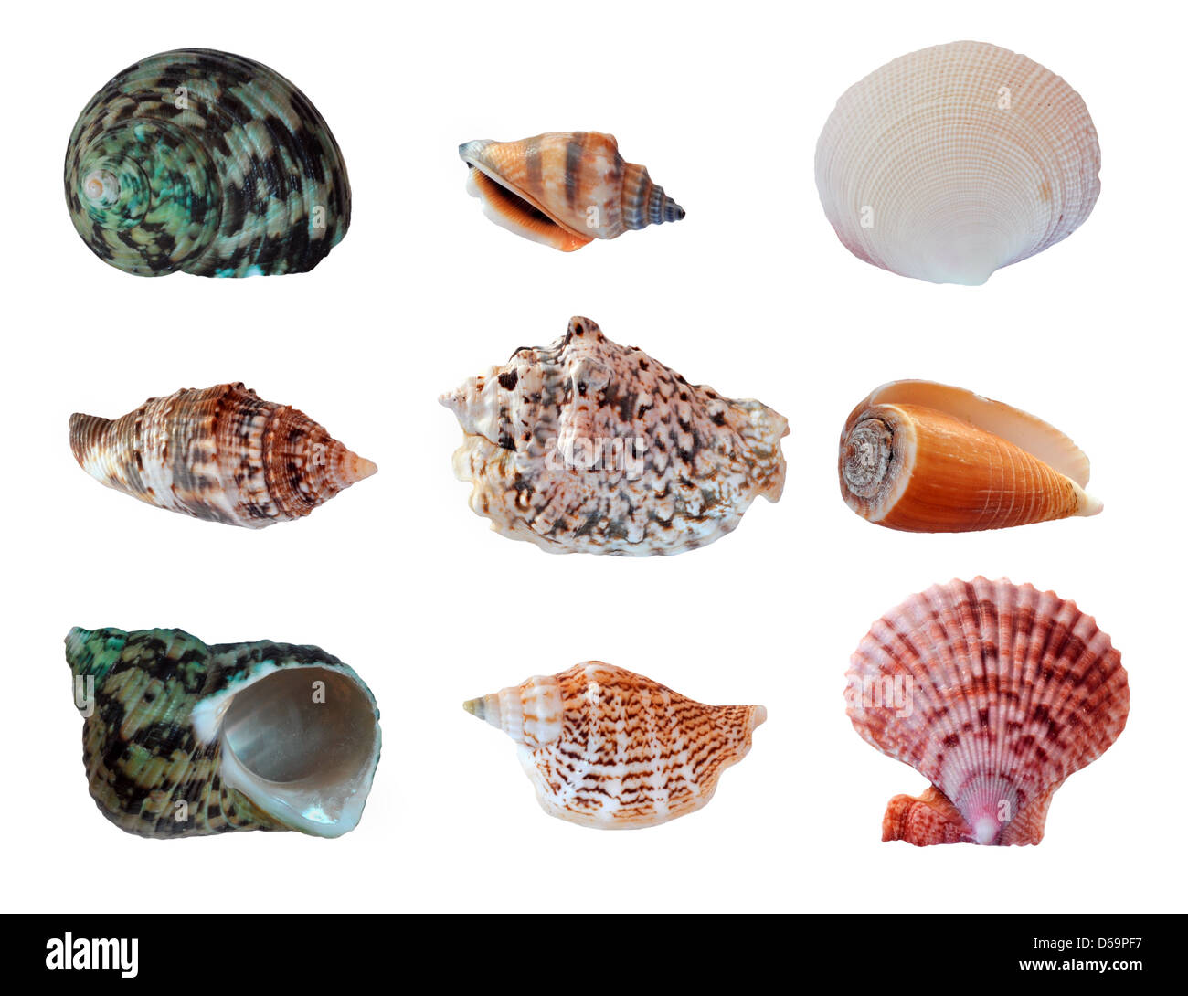 Eingestellten Muscheln Stockfoto