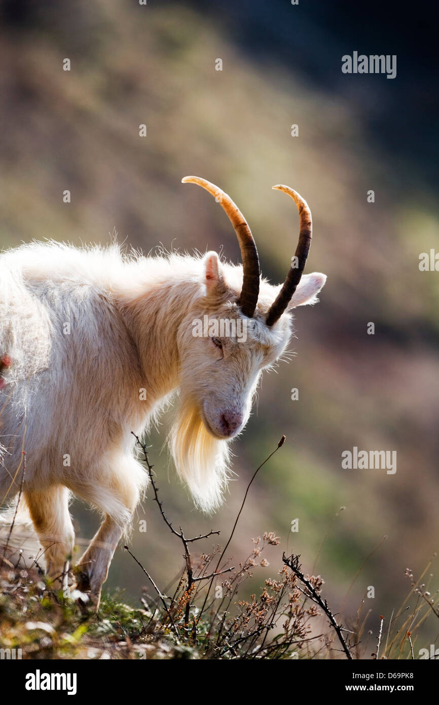 Bergziege Stockfoto