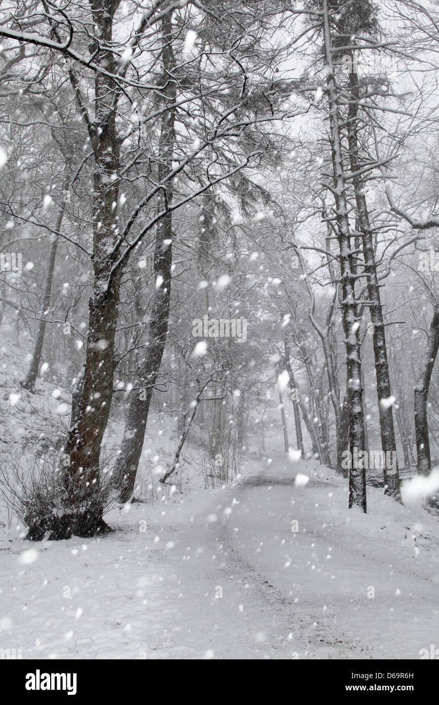 Bäume und Pfad im verschneiten Wald Stockfoto