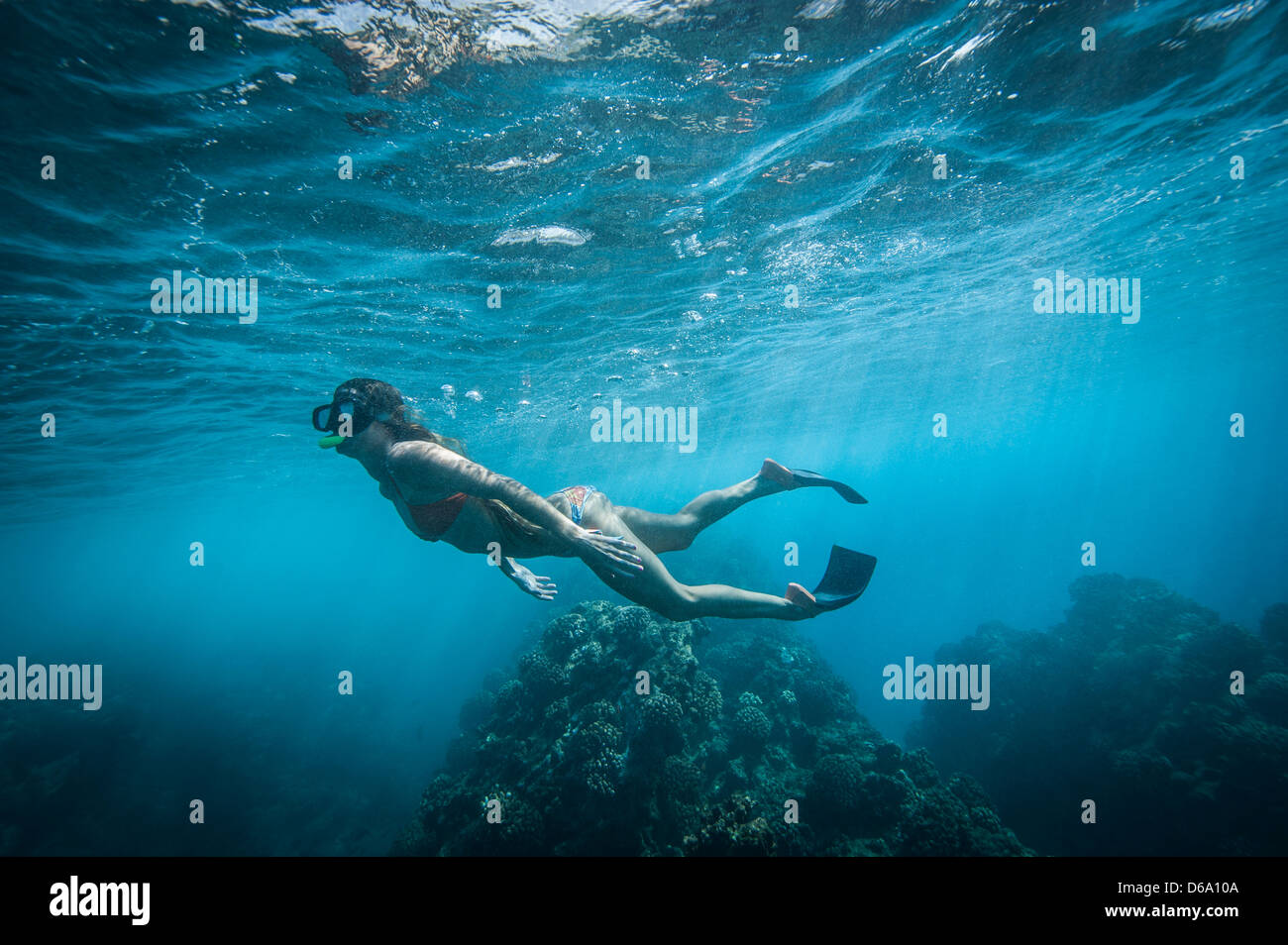 Schnorchler in Korallen schwimmen Stockfoto