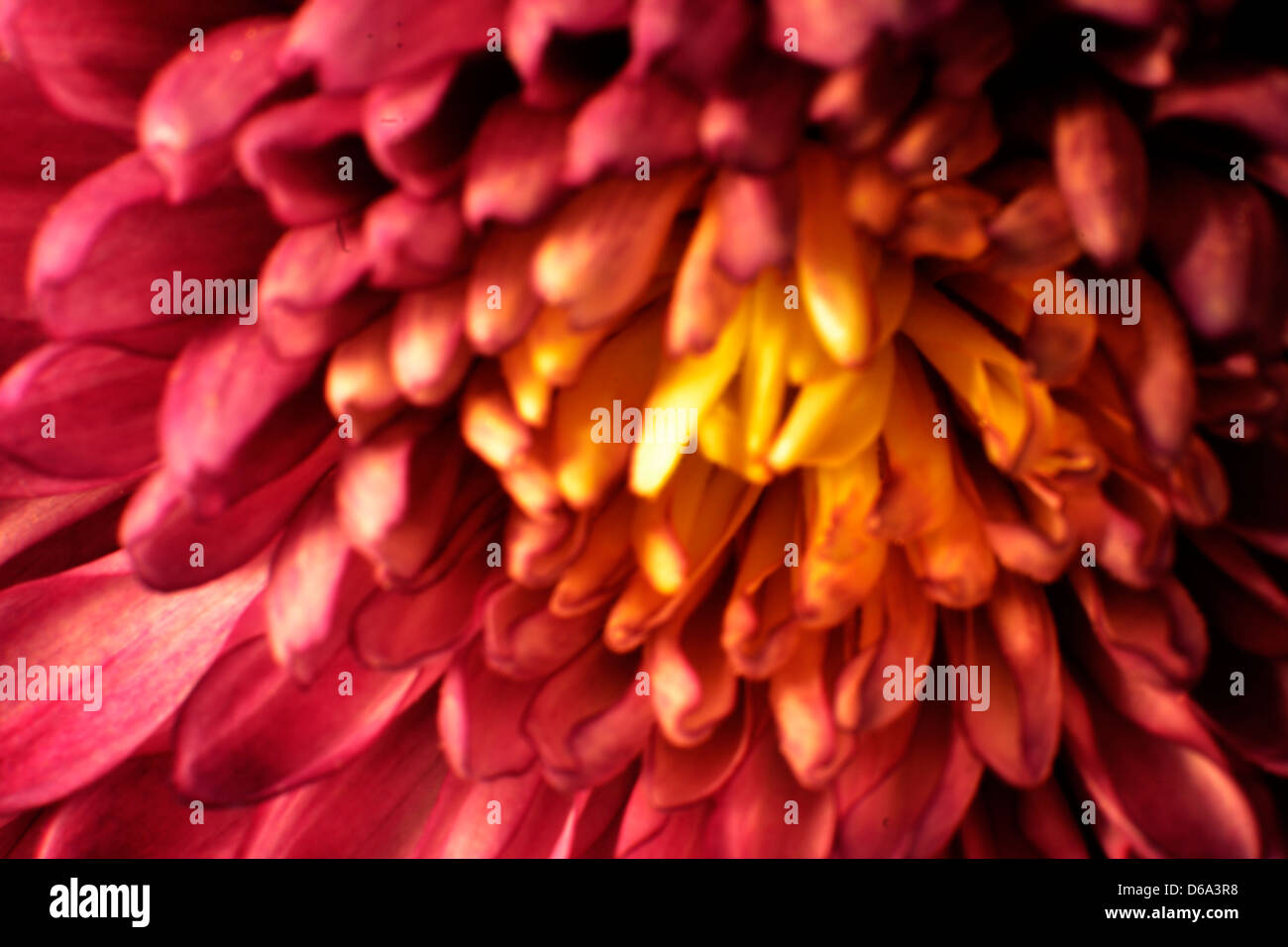 einzelne Blume Stockfoto