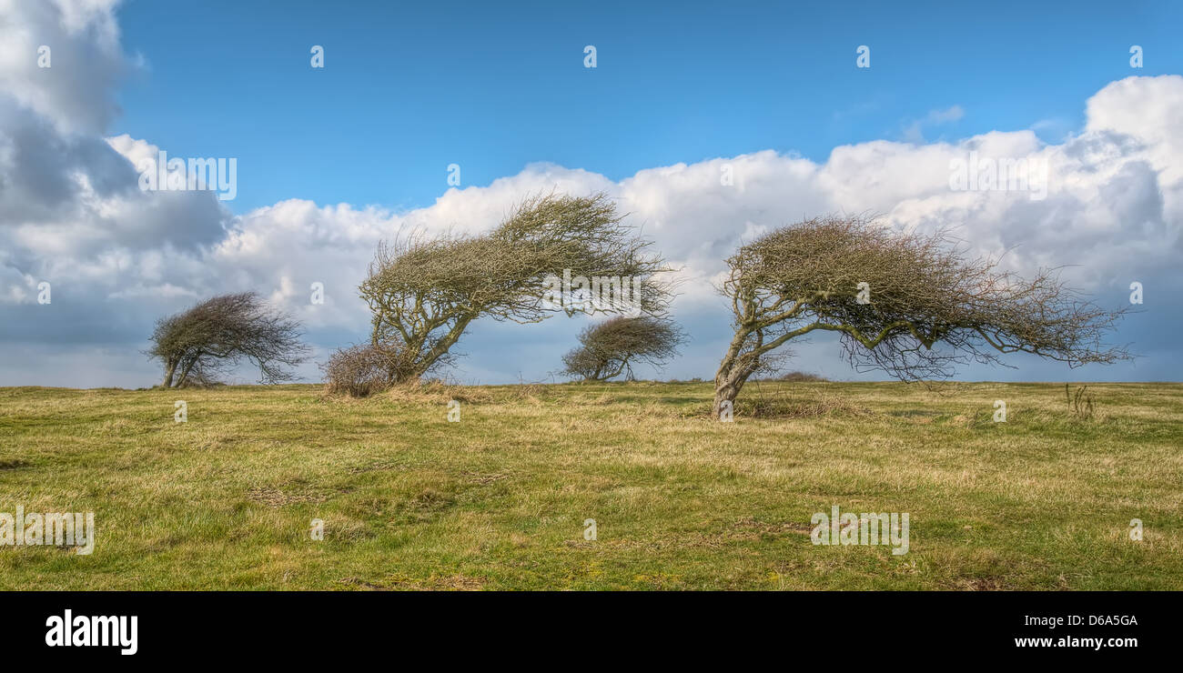 Wind geblasen Bäume in England Stockfoto