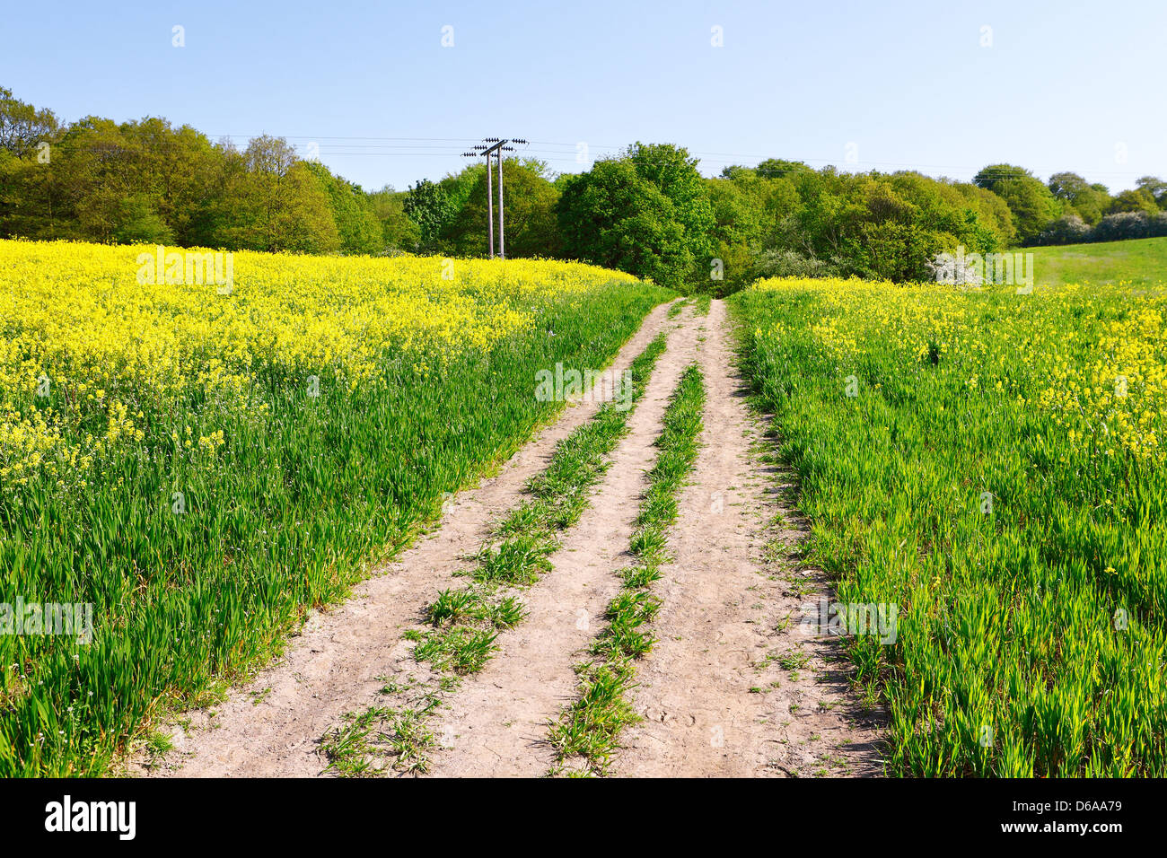 Landwirtschaftlichen Kulturen Stockfoto