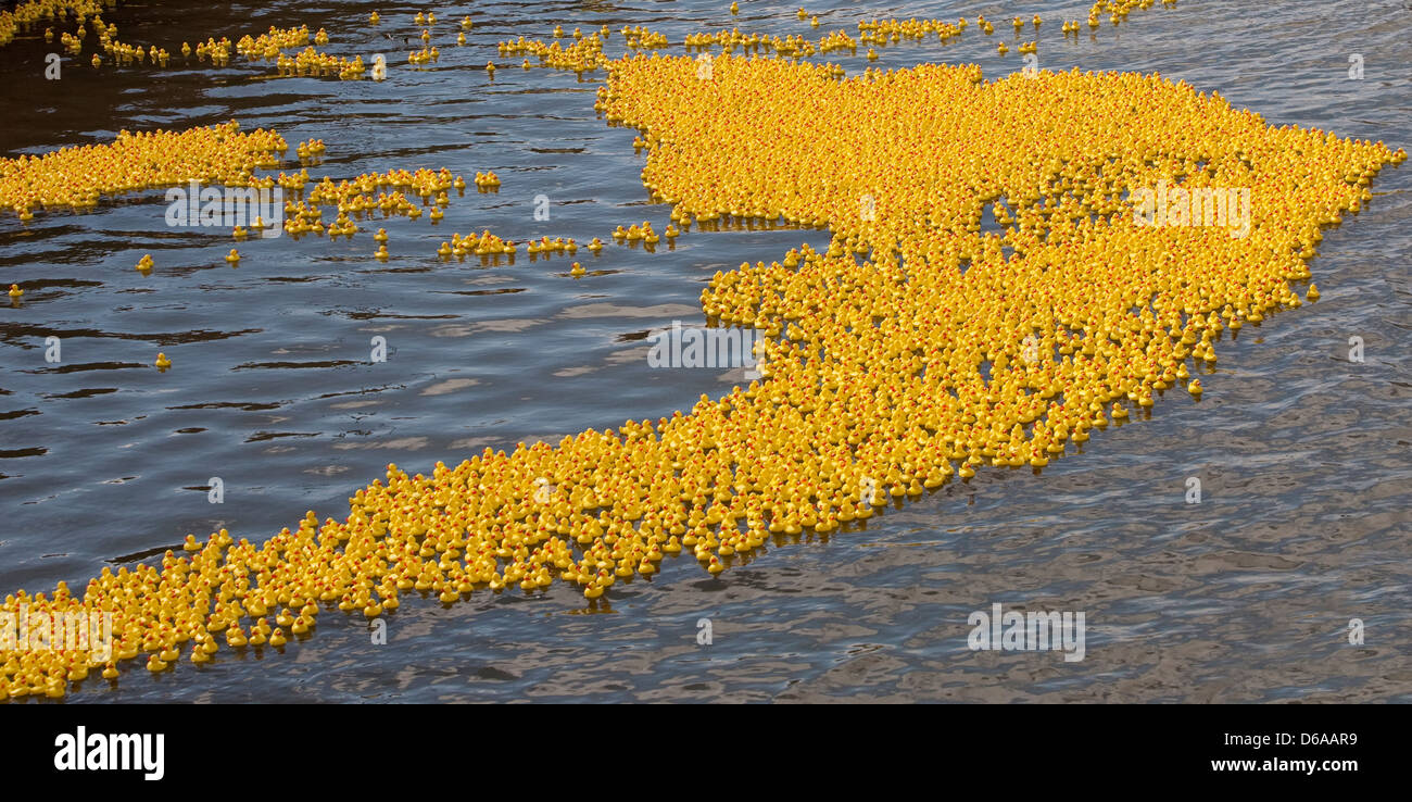 Tausende von Plastikenten in einem Rennen auf dem Fluss für einen guten Zweck Stockfoto