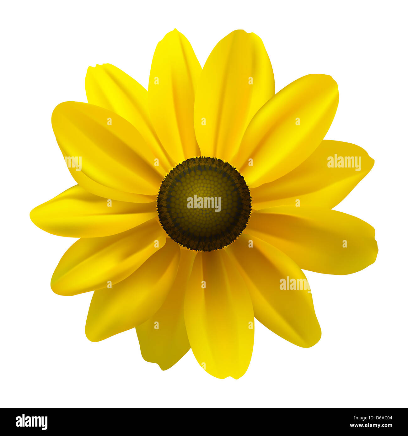 Black Eyed Susan (Rudbeckia Hirta) Blume Stockfoto