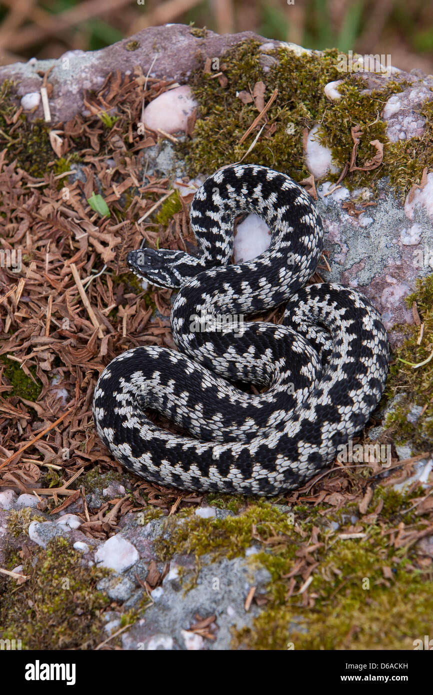 Vipera Berus - männliche Addierer auf dem Boden zeigen schwarze Zick-Zack-Muster Stockfoto