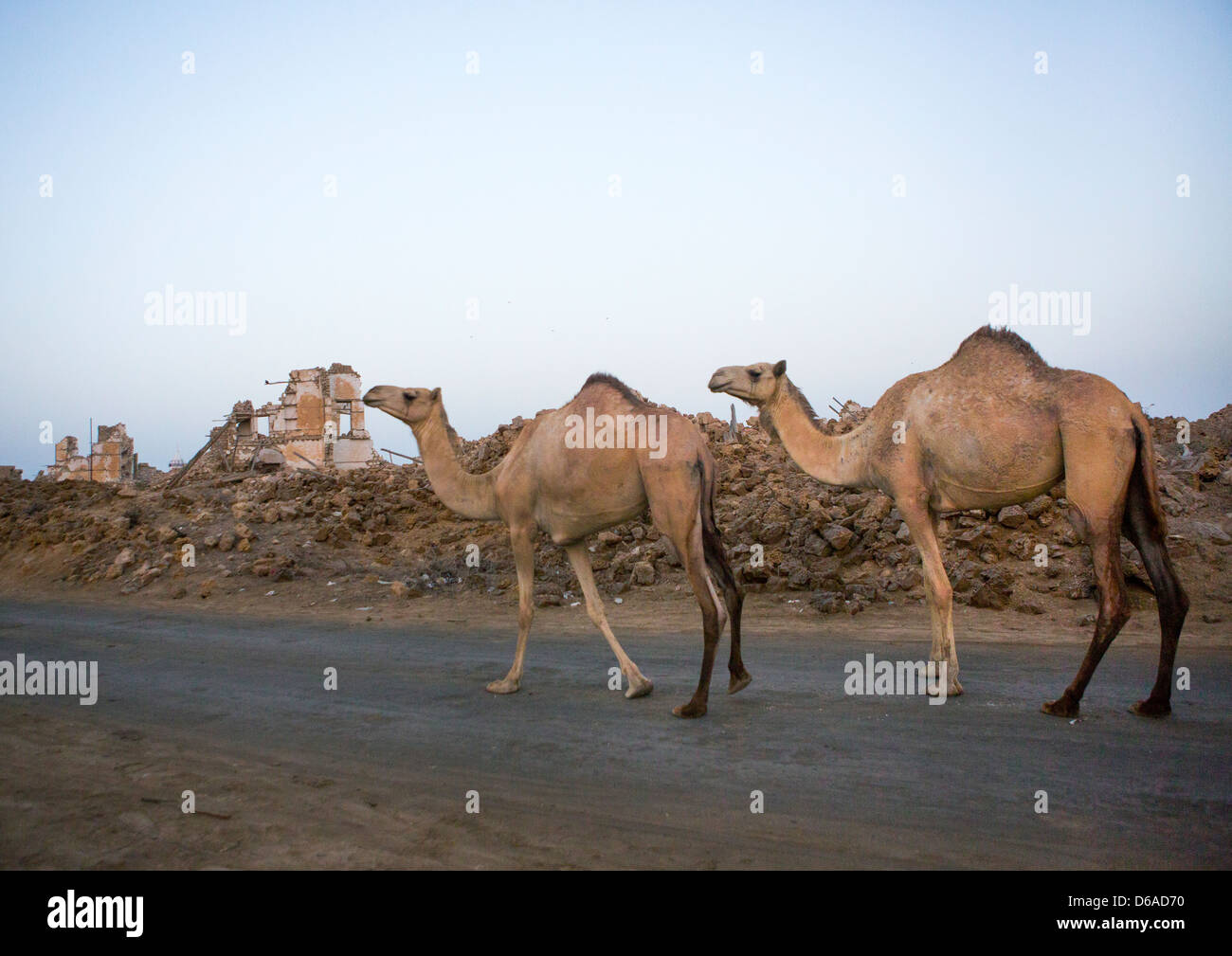 Kamele suakin sudan stockfotografie alamy