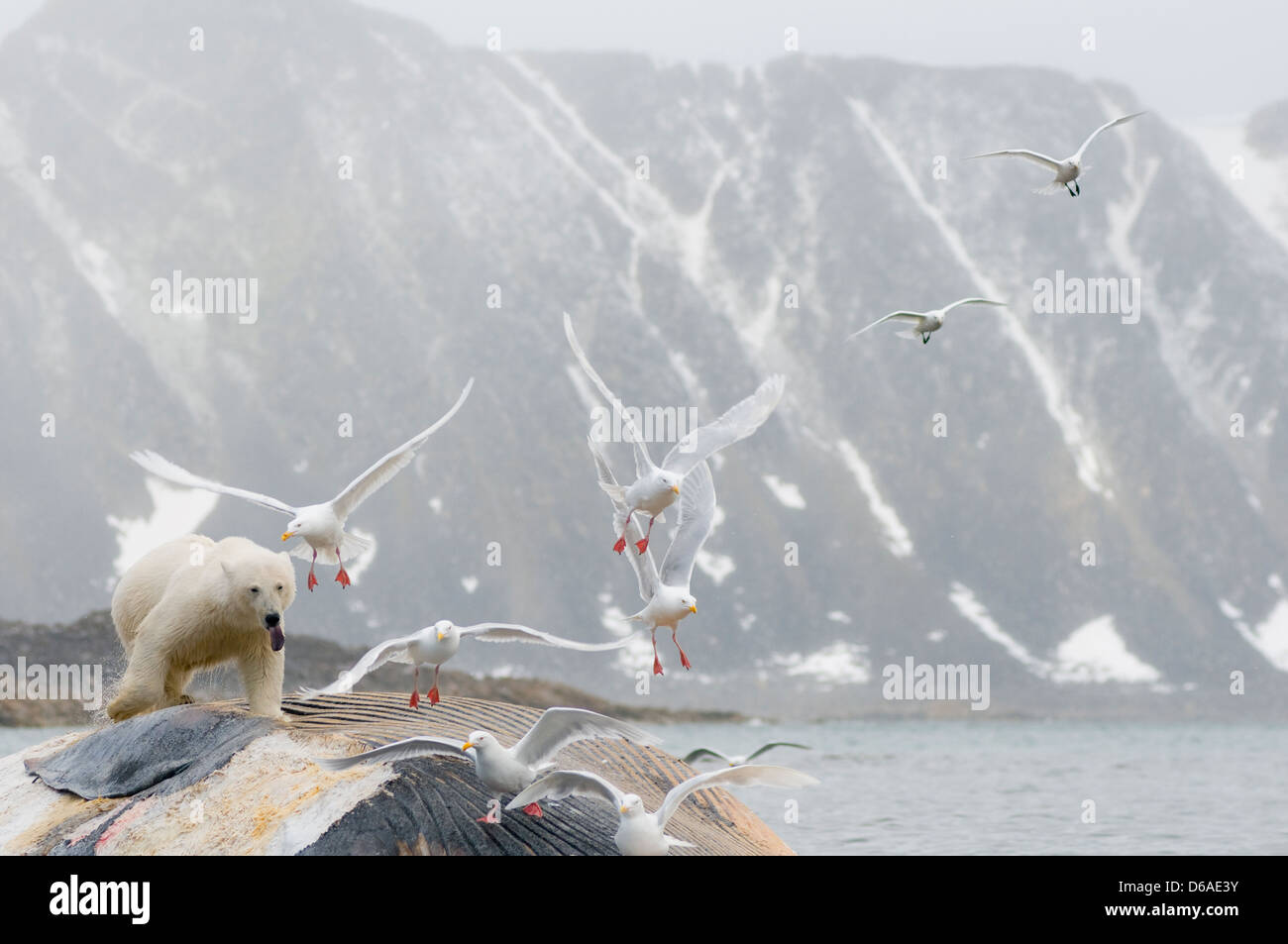 Eisbär Ursus maritimus-Gruppe fängt den Kadaver eines Finnwals Balaenoptera Norwegen Svalbard Archipel Spitzbergen ein Stockfoto Eisbär Ursus maritimus-Gruppe fängt den Kadaver eines Finnwals Balaenoptera Norwegen Svalbard Archipel Spitzbergen ein Stockfoto