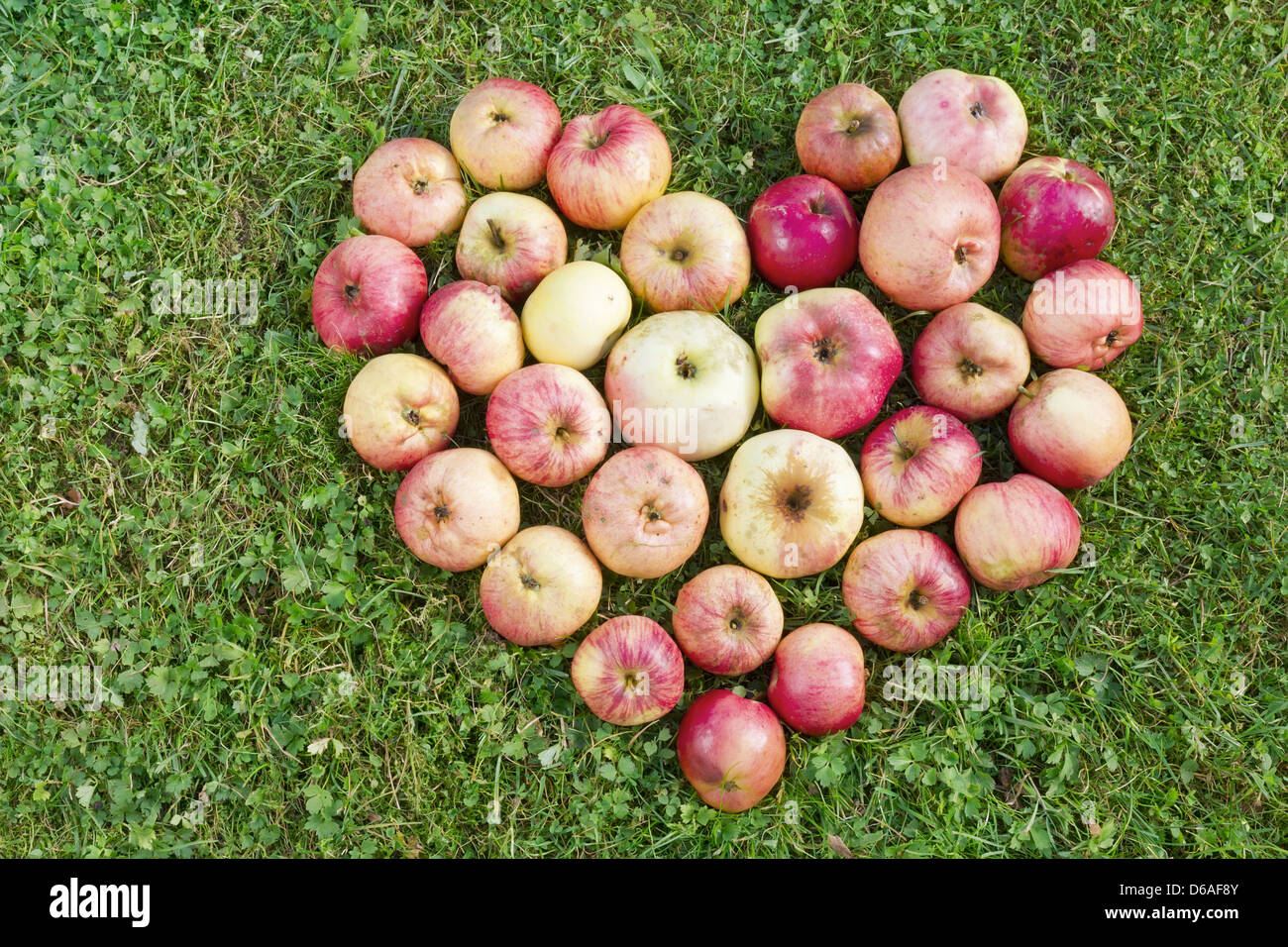 Herz aus Äpfeln Stockfoto