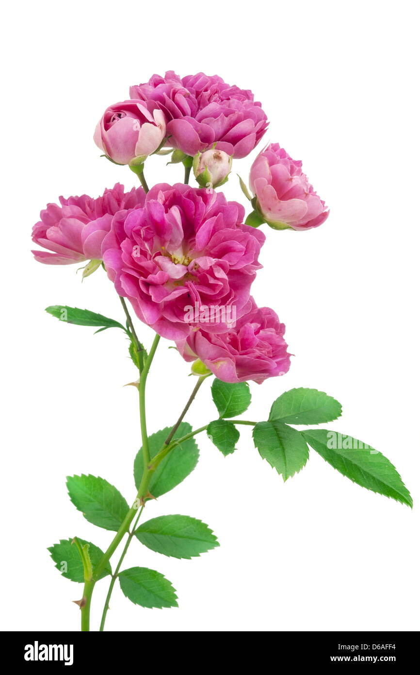Isoliert, einsam, rosa rose Stockfoto