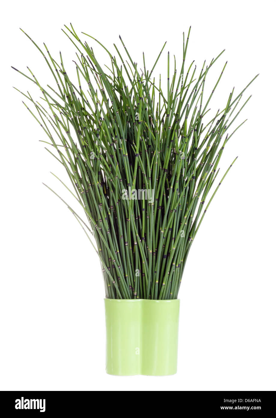 dunkel grünen Wald Kräuter Stockfoto