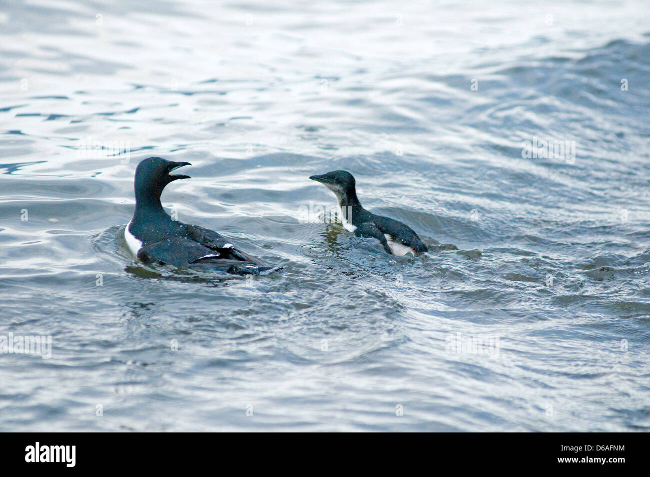 Norwegen, Svalbard-Archipel, Spitzbergen, Sassenfjorden. Brunnich von Guillemot, Uria Lomvia Küken schwimmt mit einer übergeordneten und Köpfe Stockfoto