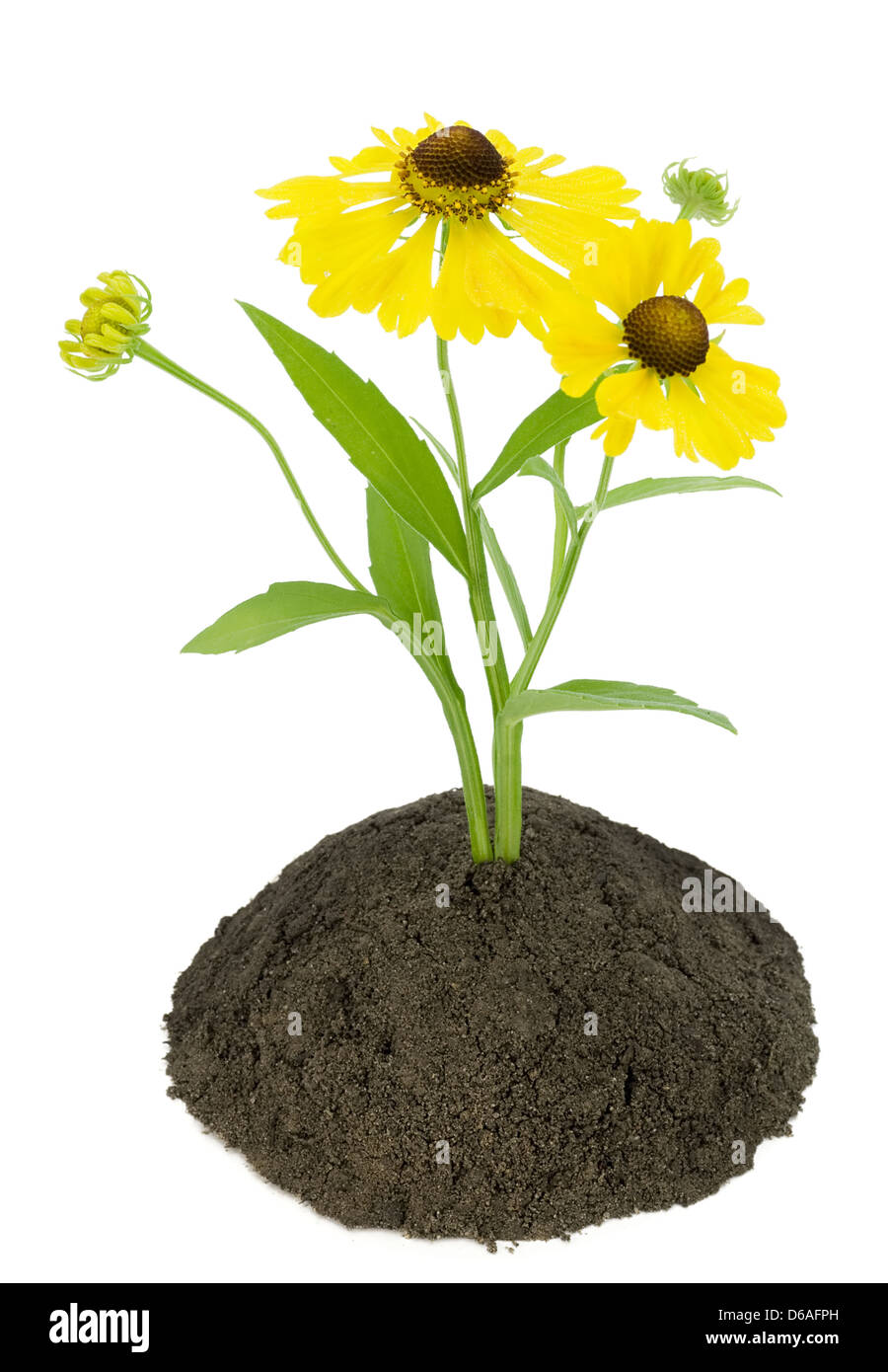Einsame gelbe Blume Stockfoto
