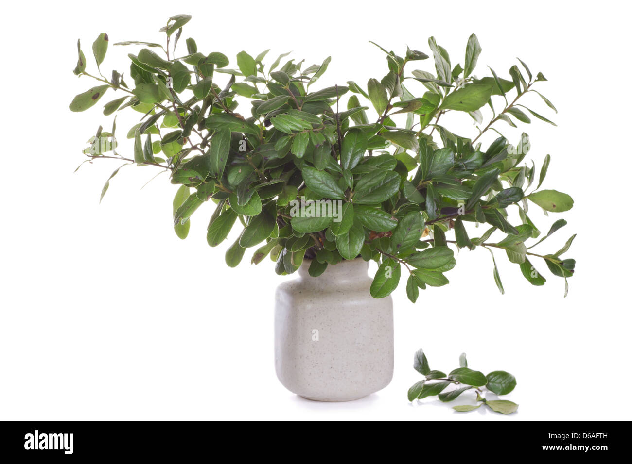 Zweige der Wald Heidelbeeren Stockfoto