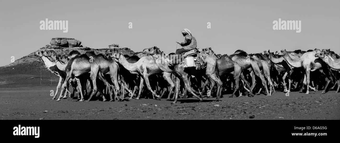 Sudanesische Kamele Herde gehen nach Ägypten, Dongola, Sudan Stockfoto