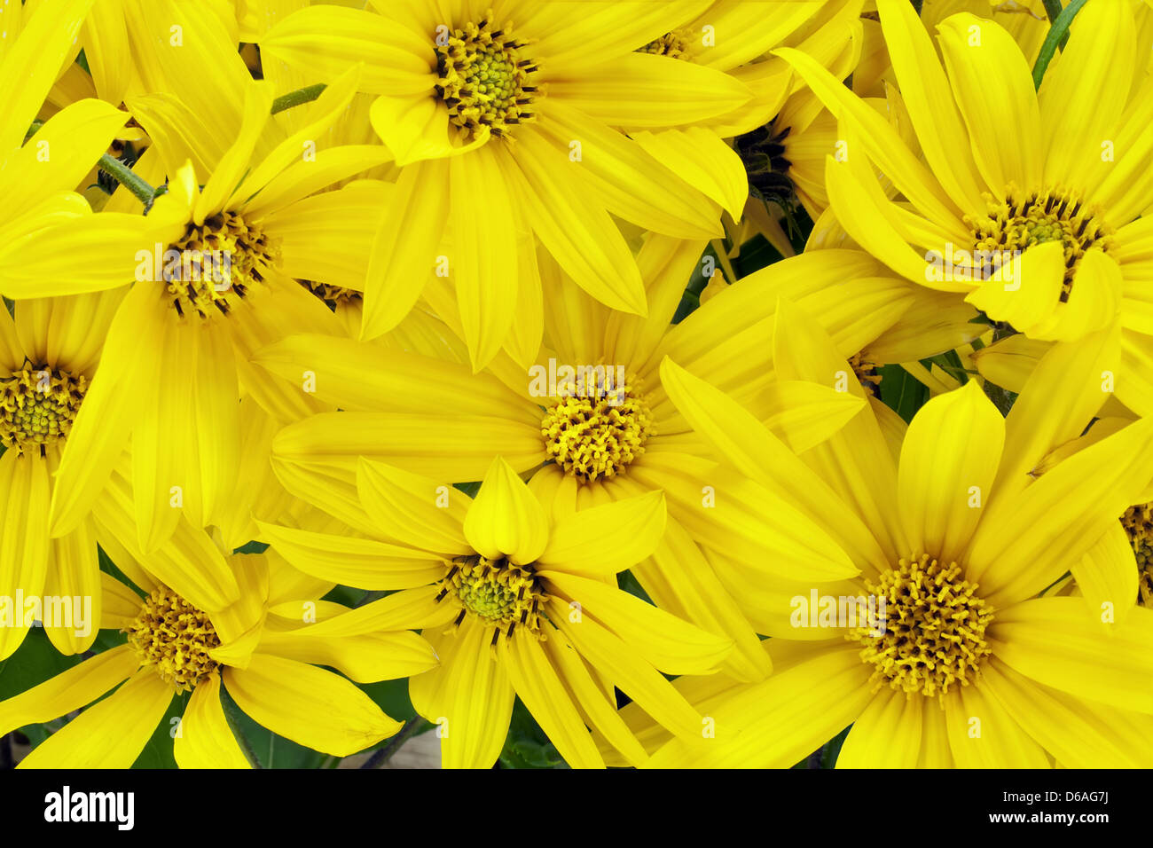 Sonnenblumen Blumenkarte Stockfoto