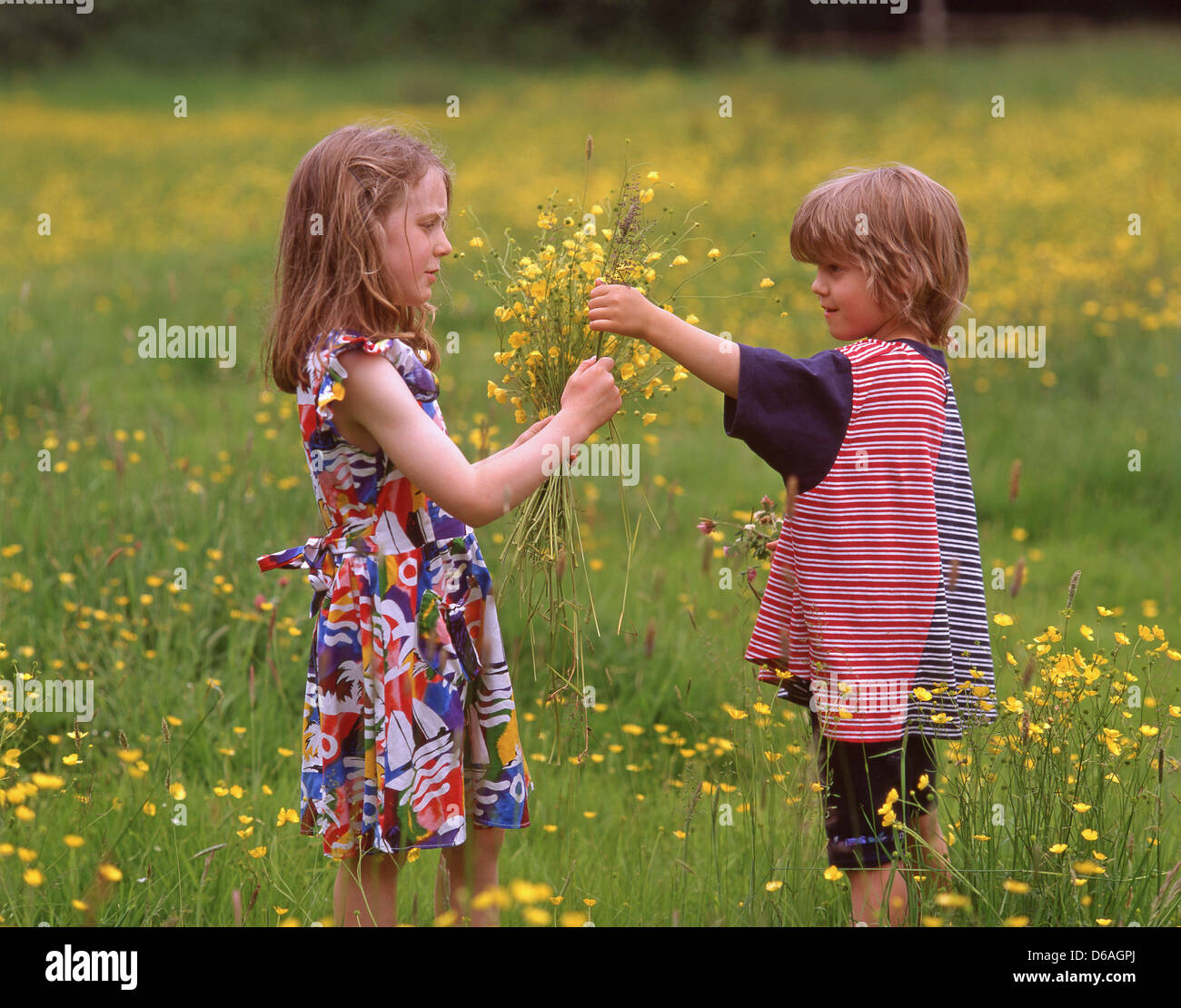 Junge Mädchen Blumenpflücken in Feld, Winkfield, Berkshire, England, Vereinigtes Königreich Stockfoto