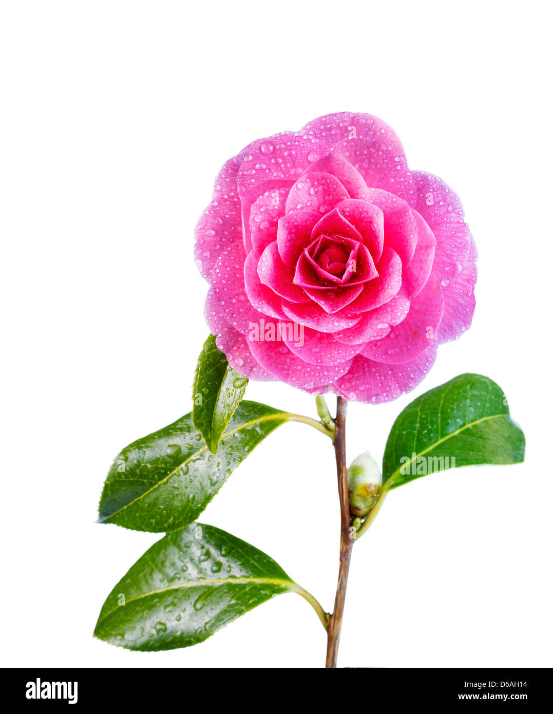 Vertikale Foto einzelnen rosa Camellia Blume in voller Blüte mit Knospe, Stiel und Wasser Tropfen isoliert auf weißem Hintergrund Stockfoto