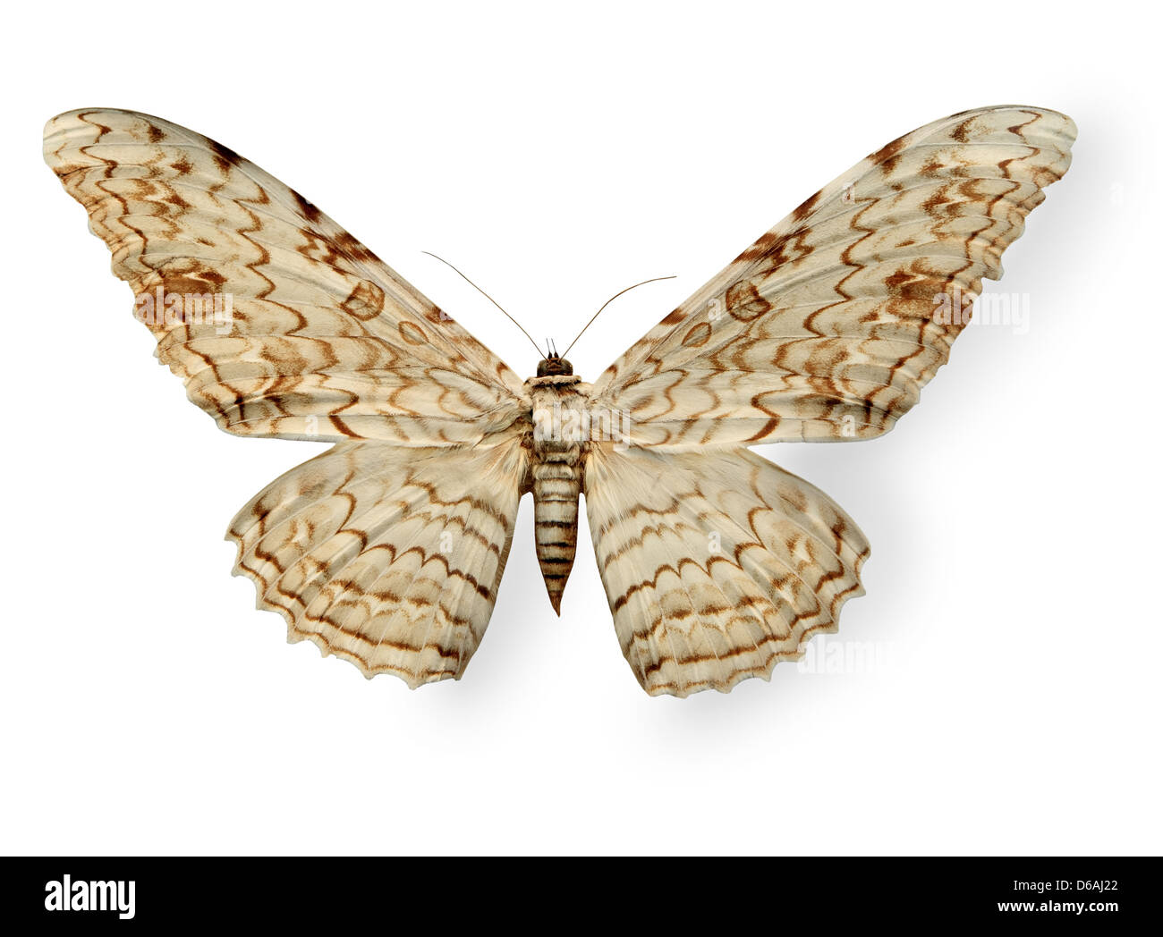 Beige Leopard Schmetterling isoliert auf weiss Stockfoto