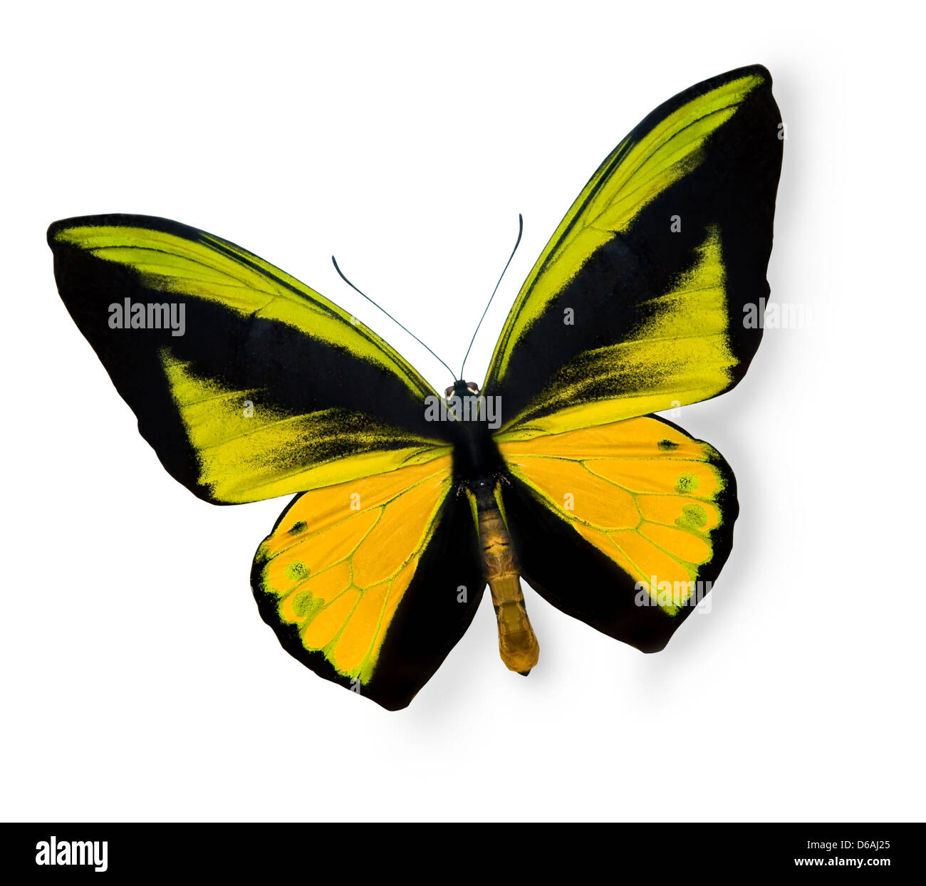 Schönheit tropischer Schmetterling isoliert auf weiss Stockfoto