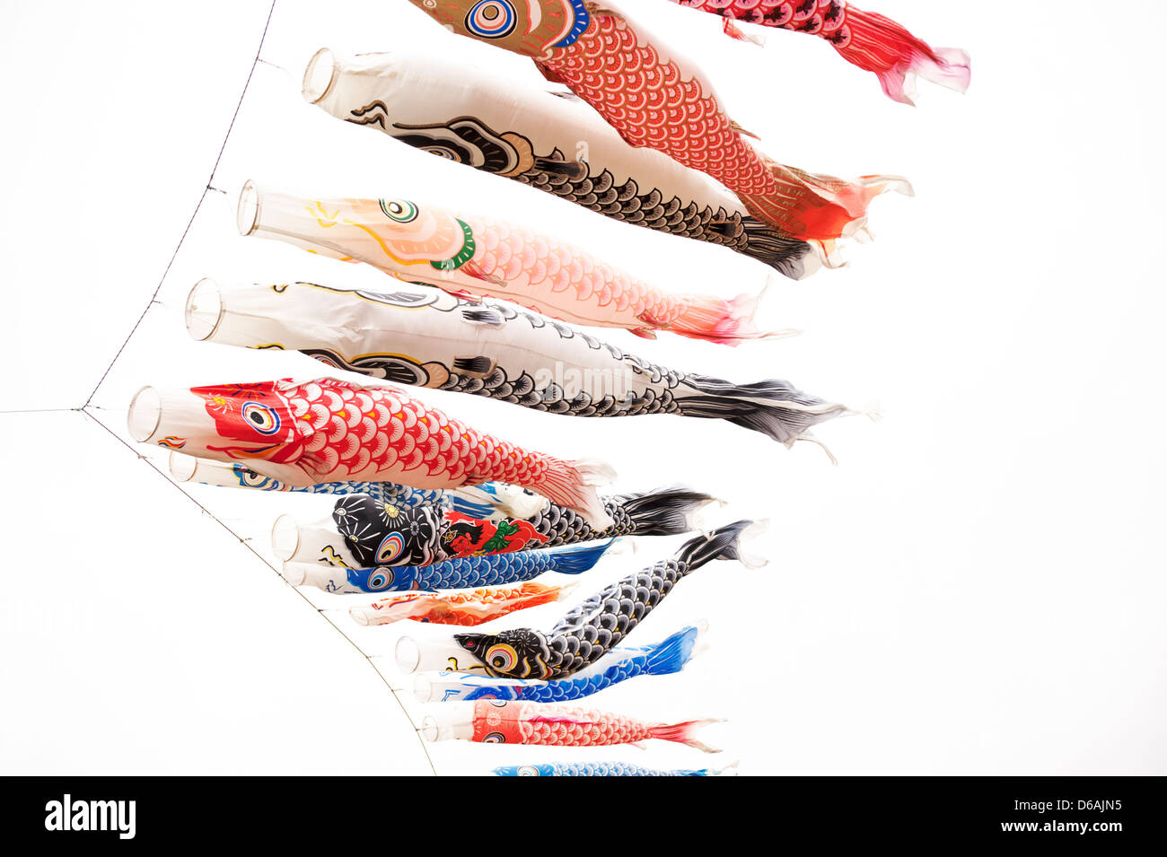 Koinobori (Karpfen-Streamer) fliegen vor einem weißen Hintergrund für Kindertag im Mai in Japan. Stockfoto