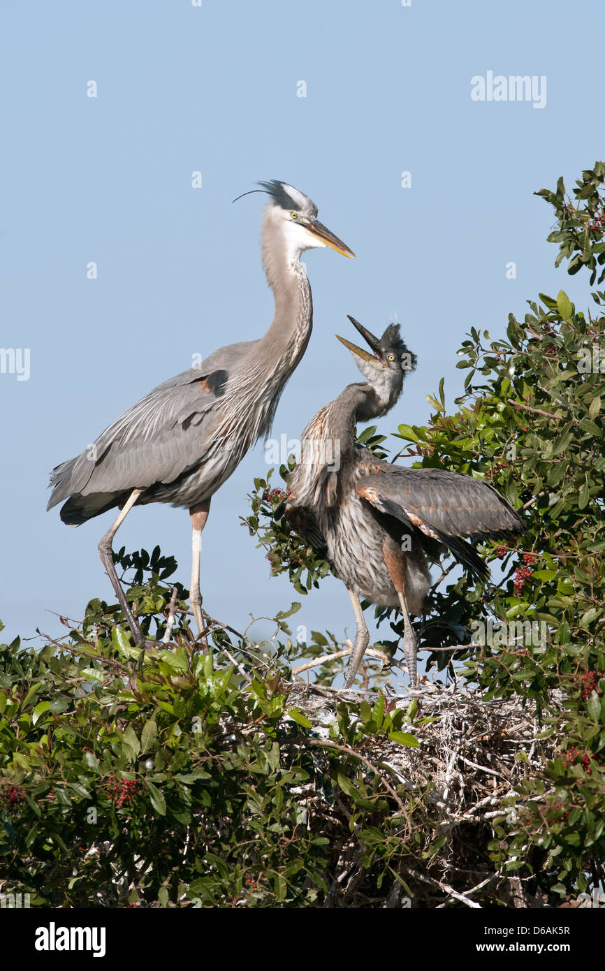 Große Blaureiher und Nestling Nest Reiher Küstenvögel watend Vogel Natur Tierwelt Umgebung vertikal Stockfoto