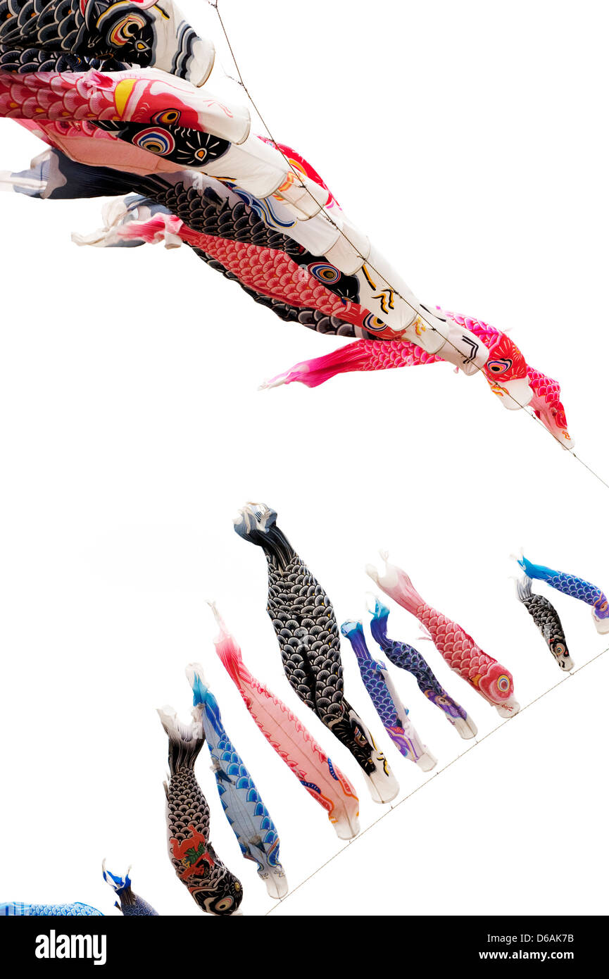 Koinobori (Karpfen-Streamer) fliegen vor einem weißen Hintergrund für Kindertag im Mai in Japan. Stockfoto