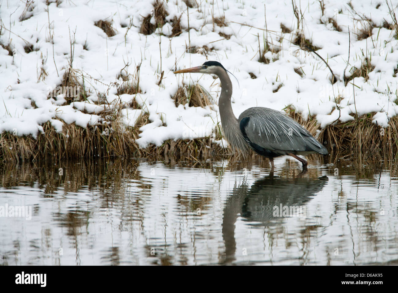 Great Blue Heron in Snow Reiher Küstenvögel Watvögel Natur Tierwelt Umwelt Stockfoto