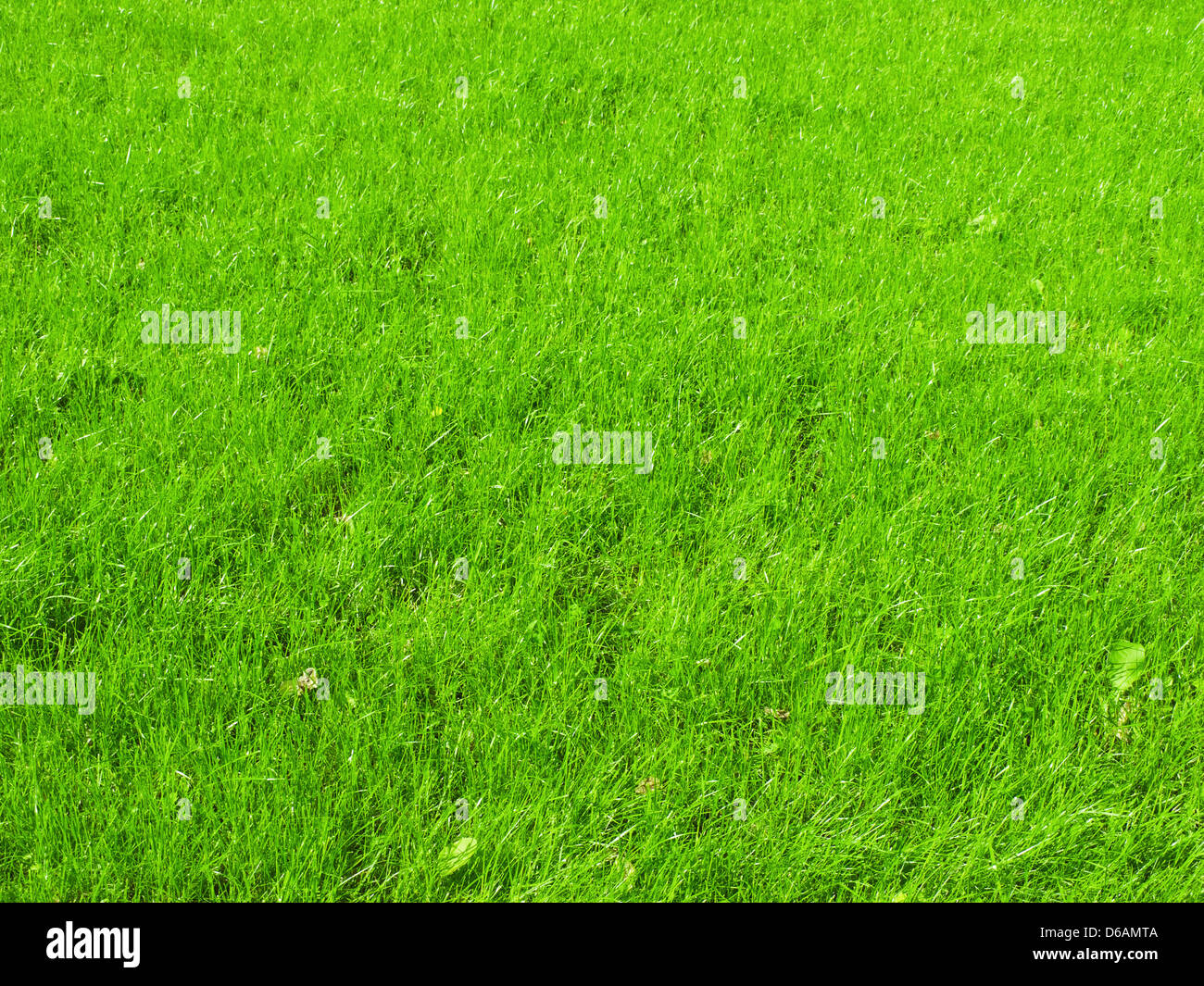 Gras Hintergrund Stockfoto