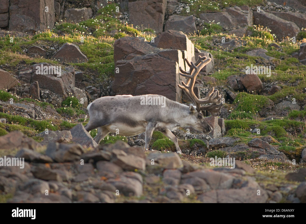 Norwegen Svalbard Archipel Spitzbergen Sassenfjorden Svalbard Rentier Rangifer tarandus platyrhynchus eine kleine Unterart Stockfoto