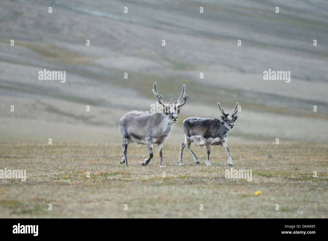 Norwegen Svalbard Archipel Spitzbergen Sassenfjorden Svalbard Rentier Rangifer tarandus platyrhynchus eine kleine Unterart Stockfoto