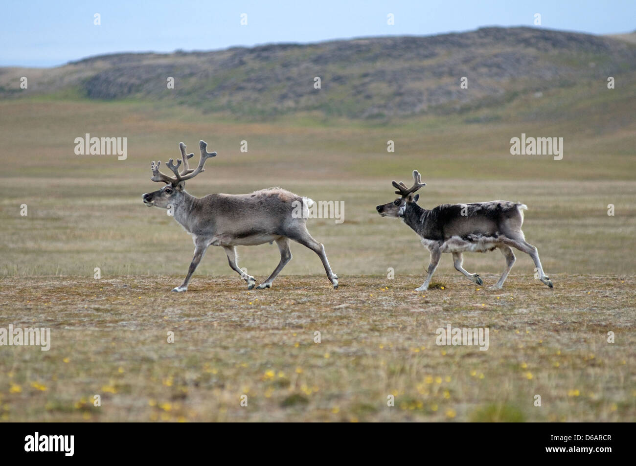 Norwegen Svalbard Archipel Spitzbergen Sassenfjorden Svalbard Rentier Rangifer tarandus platyrhynchus eine kleine Unterart Stockfoto