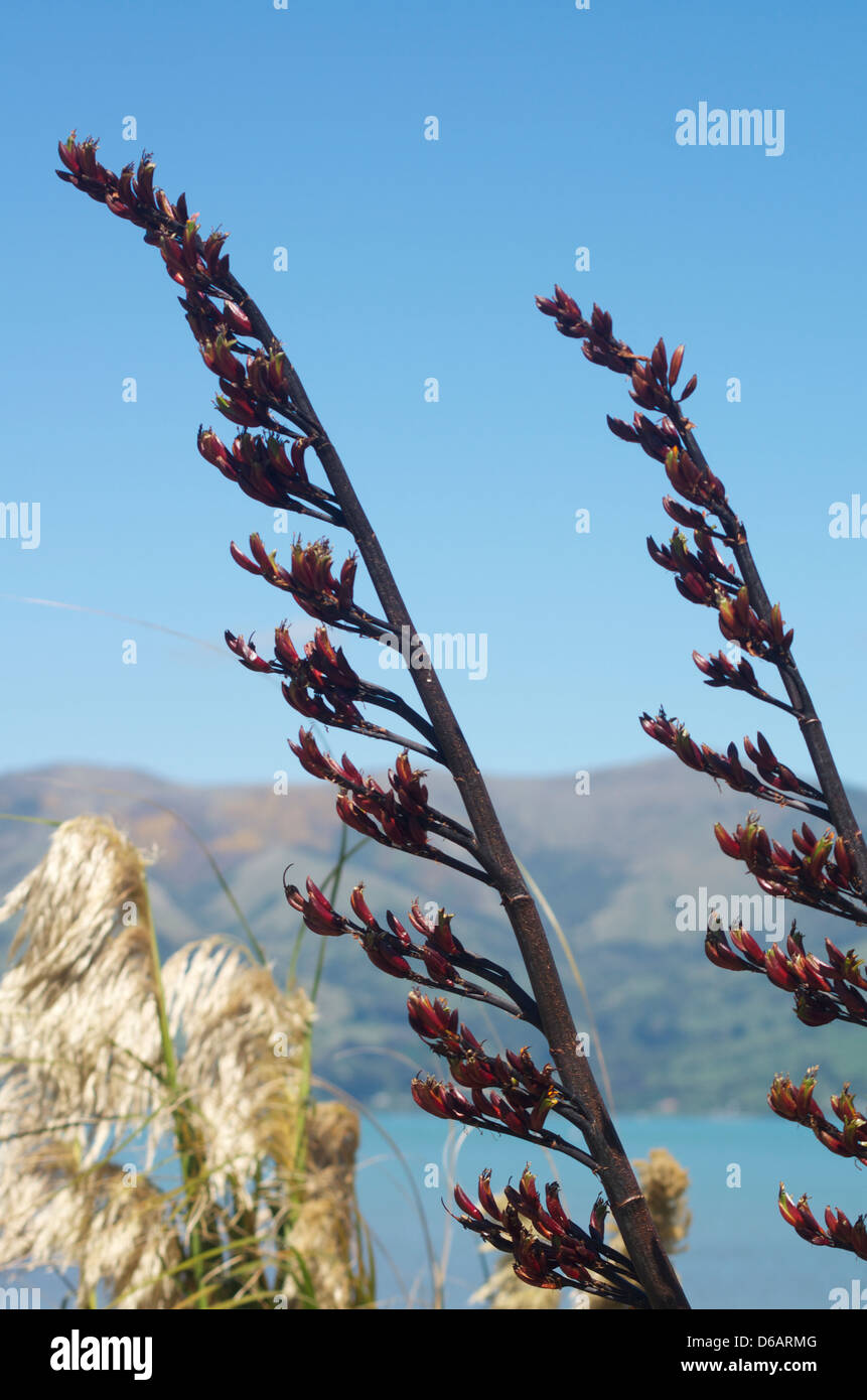 Flowers new zealand flax phormium Fotos und Bildmaterial in hoher Auflösung Alamy