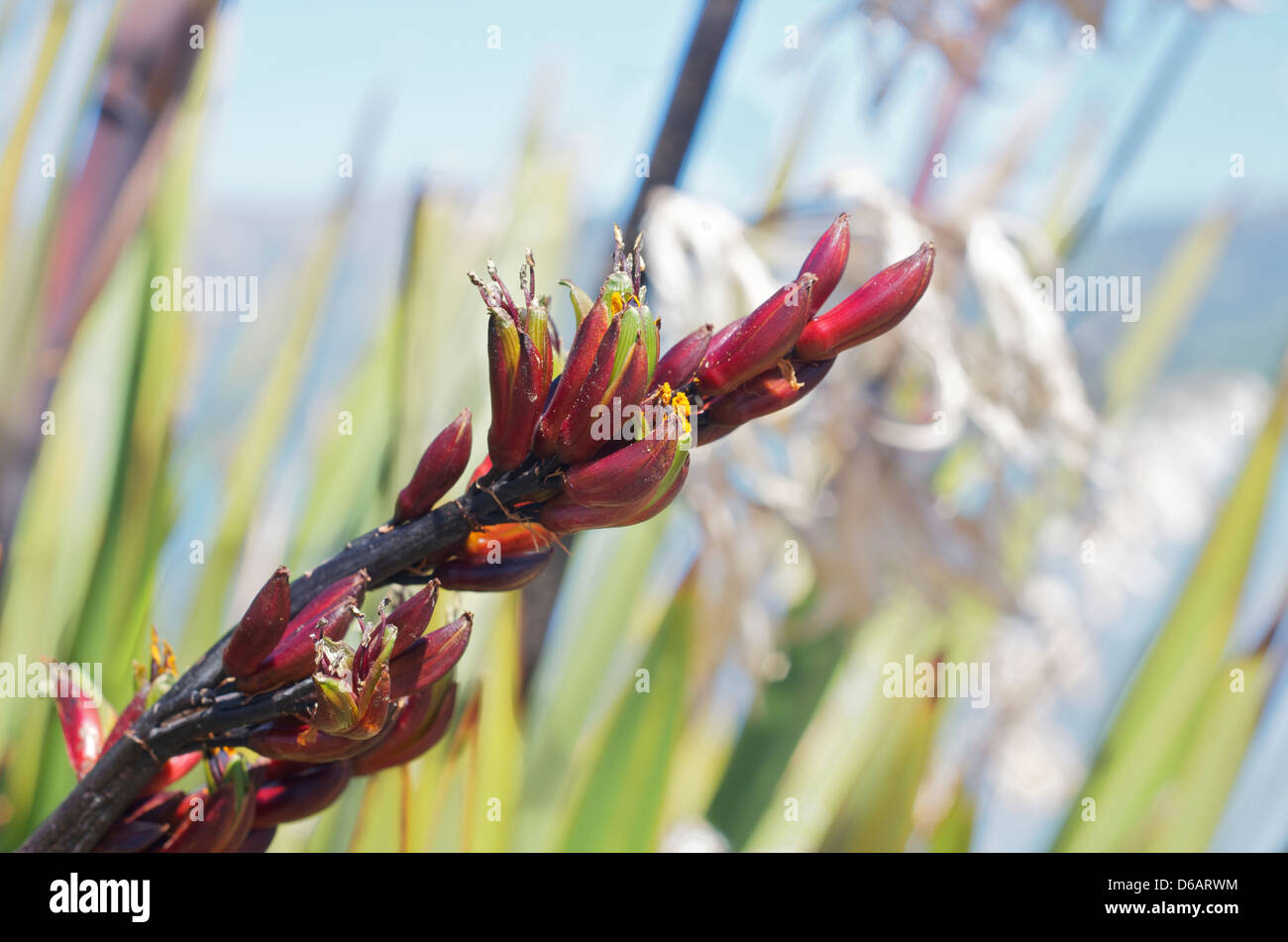 Blumen von Neuseeland Flachs Phormium tenax Stockfoto