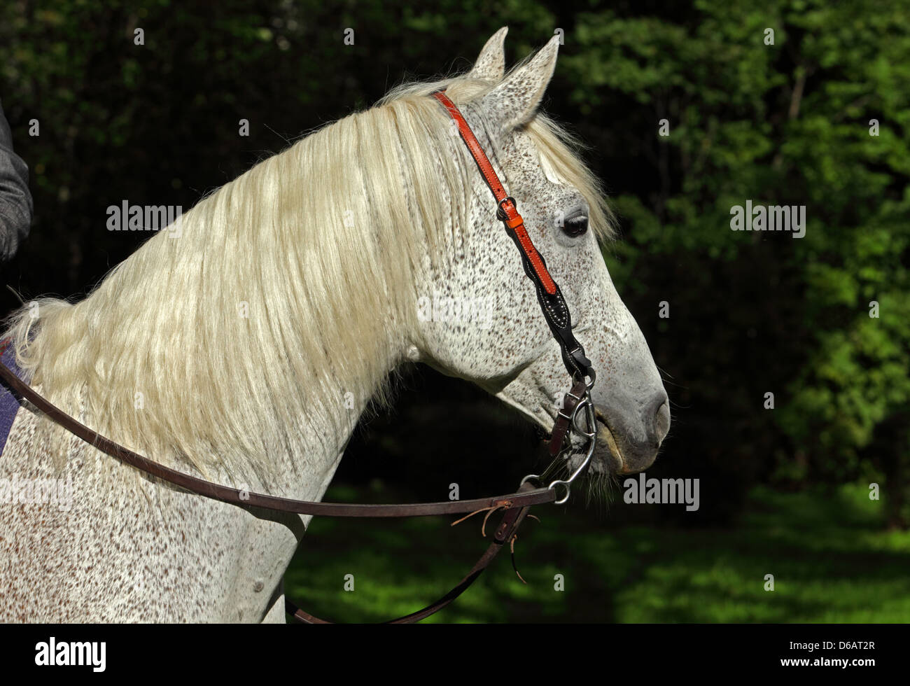 Reining Quarterhorse in Wäldern. Niemand Stockfoto