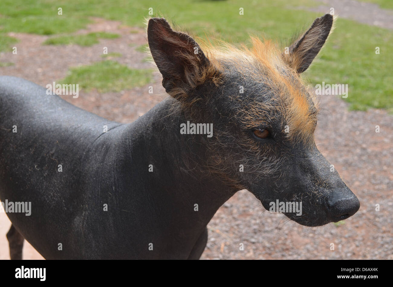 Peruanischer haarloser hund -Fotos und -Bildmaterial in hoher Auflösung –  Alamy
