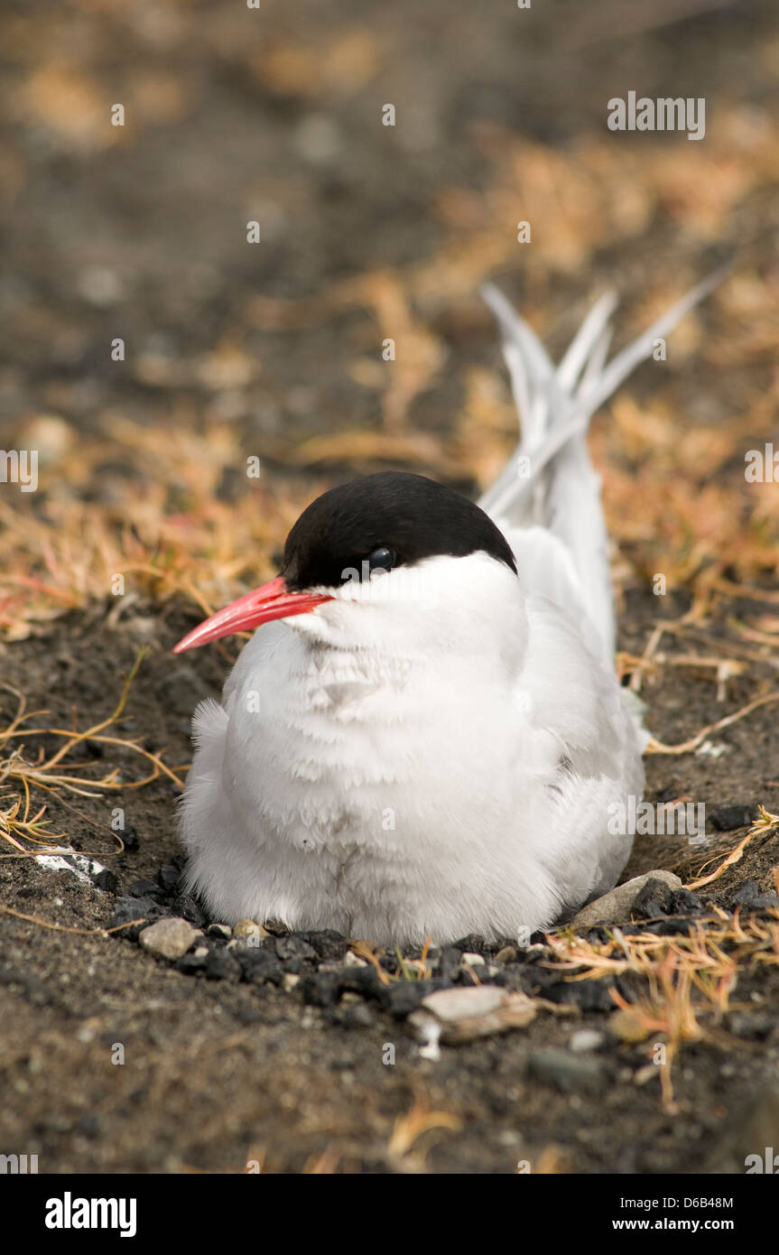 Norwegen, Svalbard-Archipel, Spitsbergen, Longyearbyen. Küstenseeschwalbe, Sterna Paradisaea, Erwachsene auf seinem Nest Tundra. Stockfoto