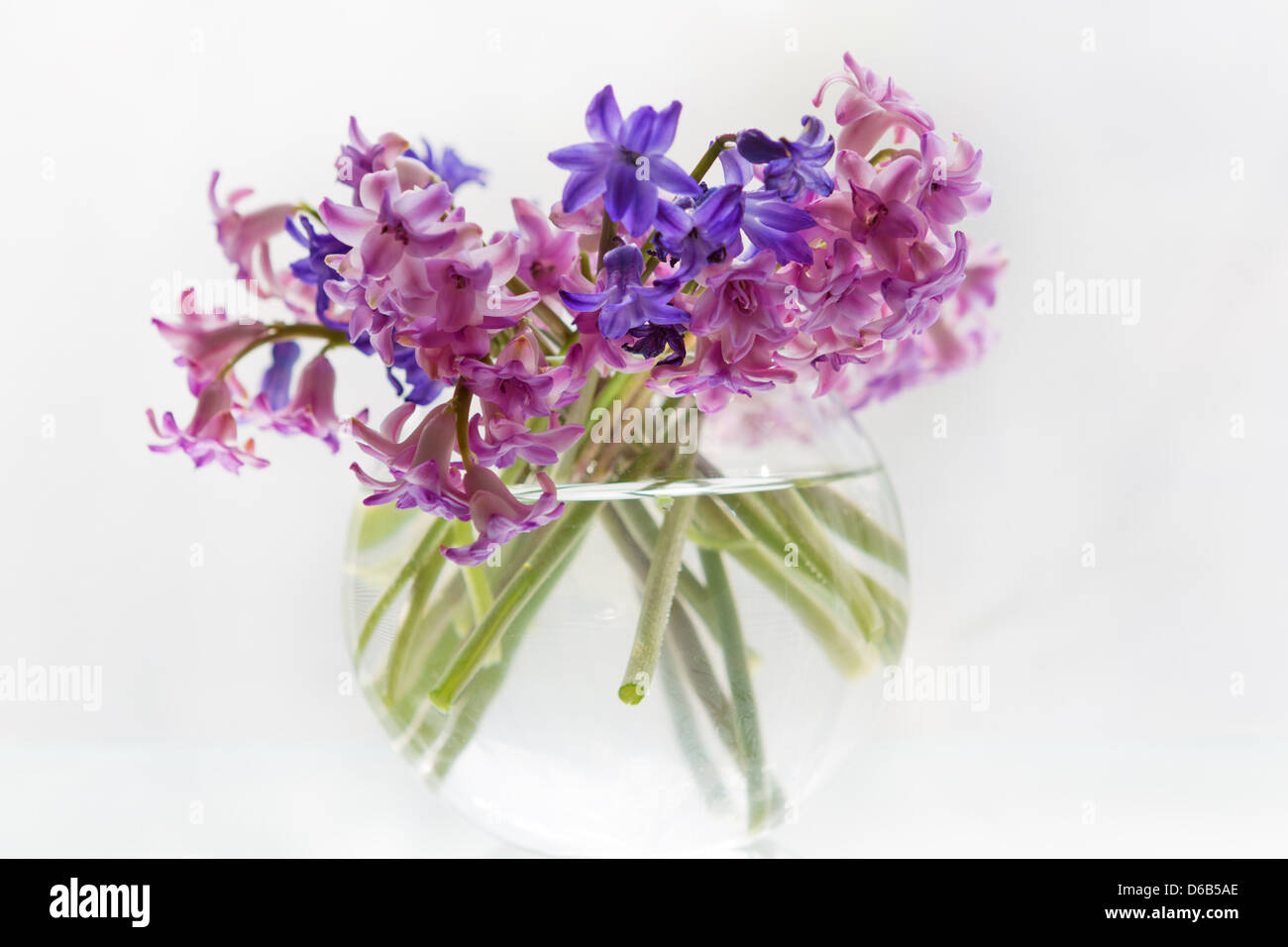 Blume-Hyazinthe Stockfoto