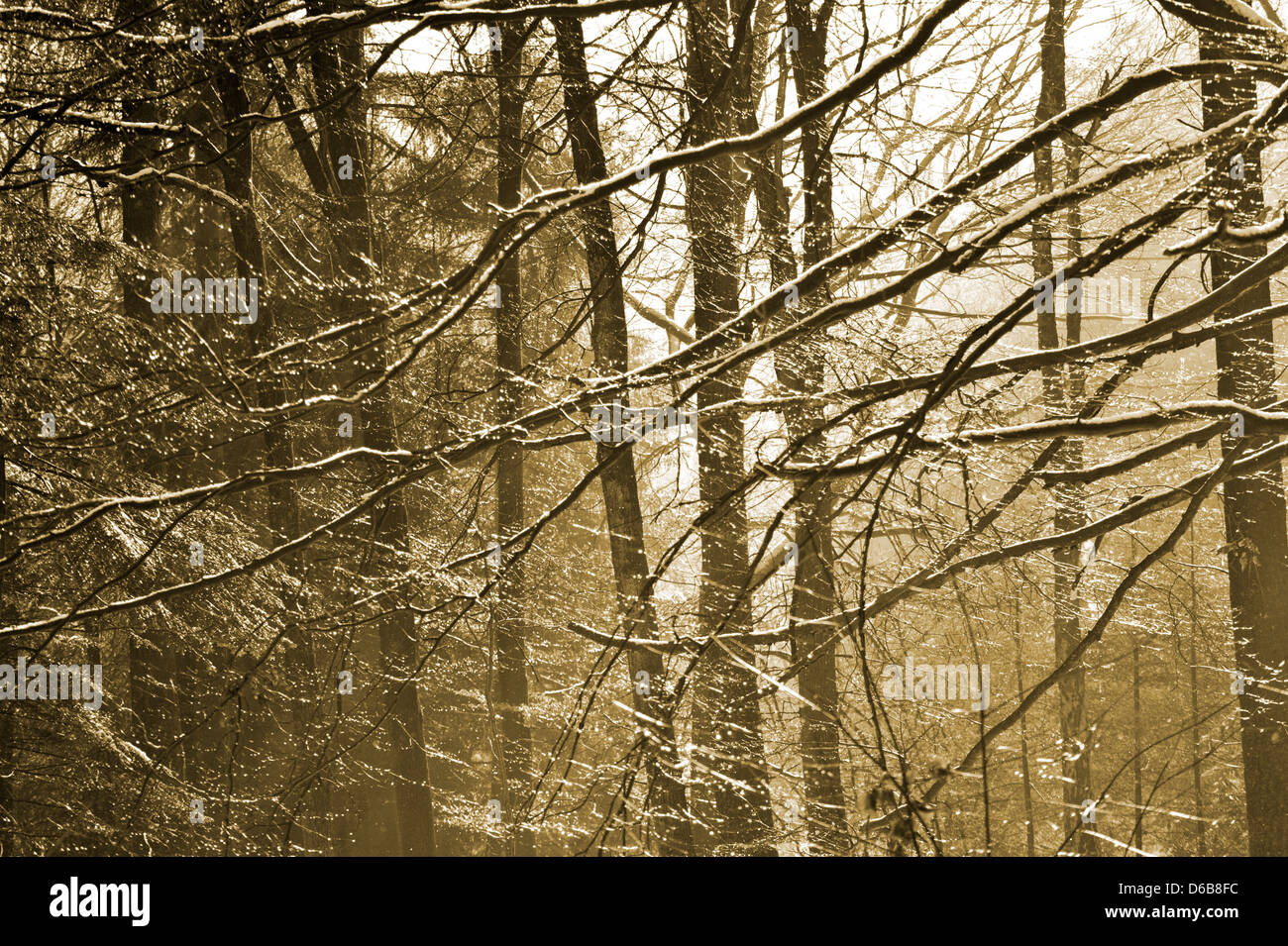 Dichten Wald im Nebel und präsentiert in Sepia Farbe Stockfoto