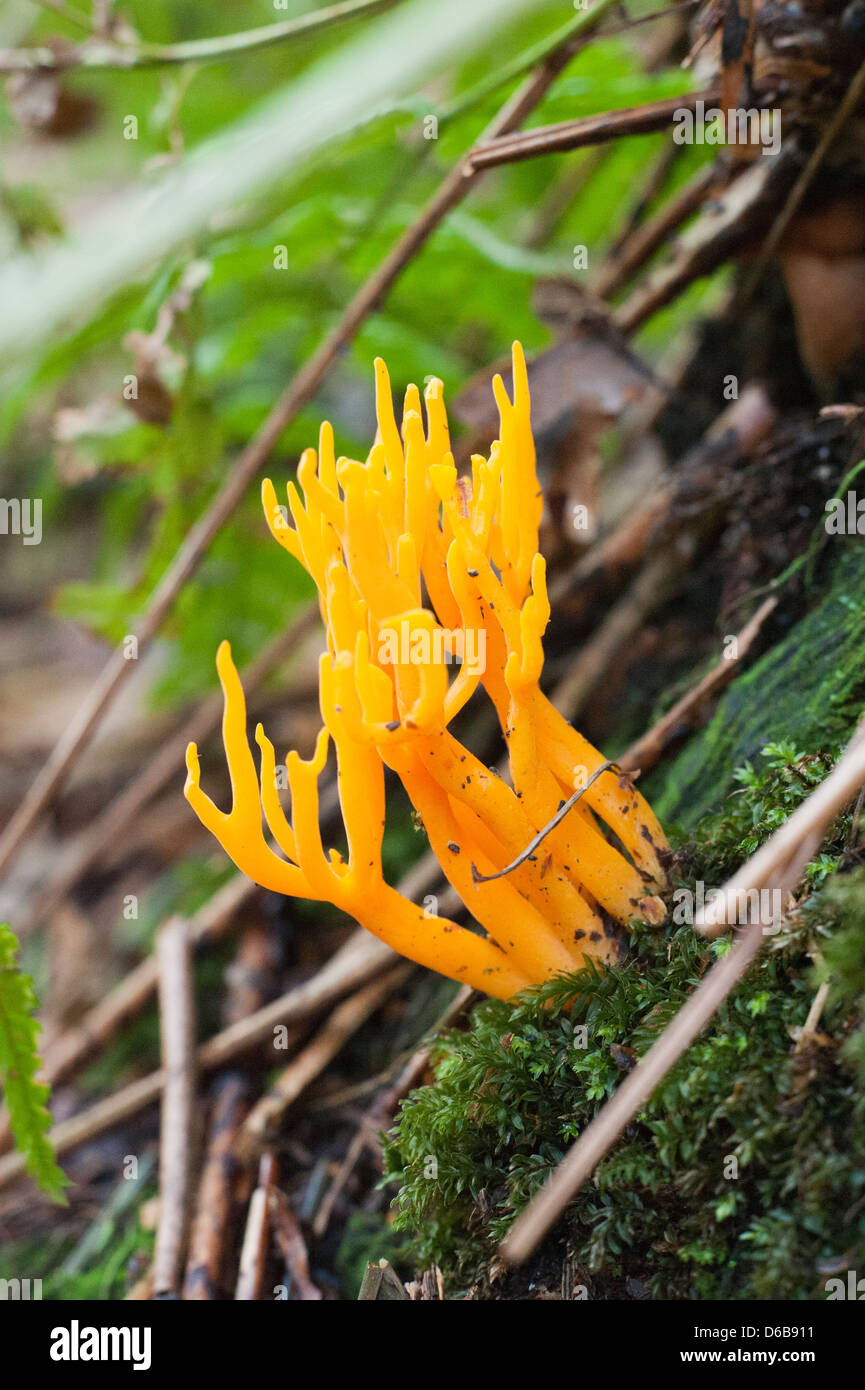 Gelber Pilz, Pilz im Wald im Herbst Stockfoto