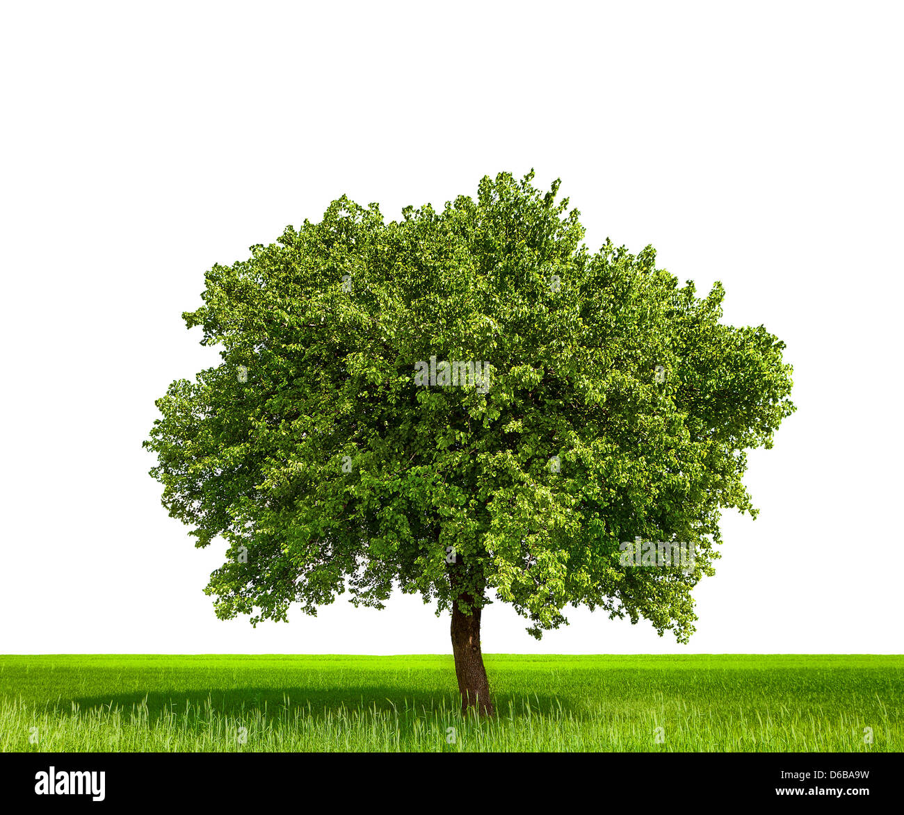 Isolierte Baum vor einem weißen Hintergrund Stockfoto