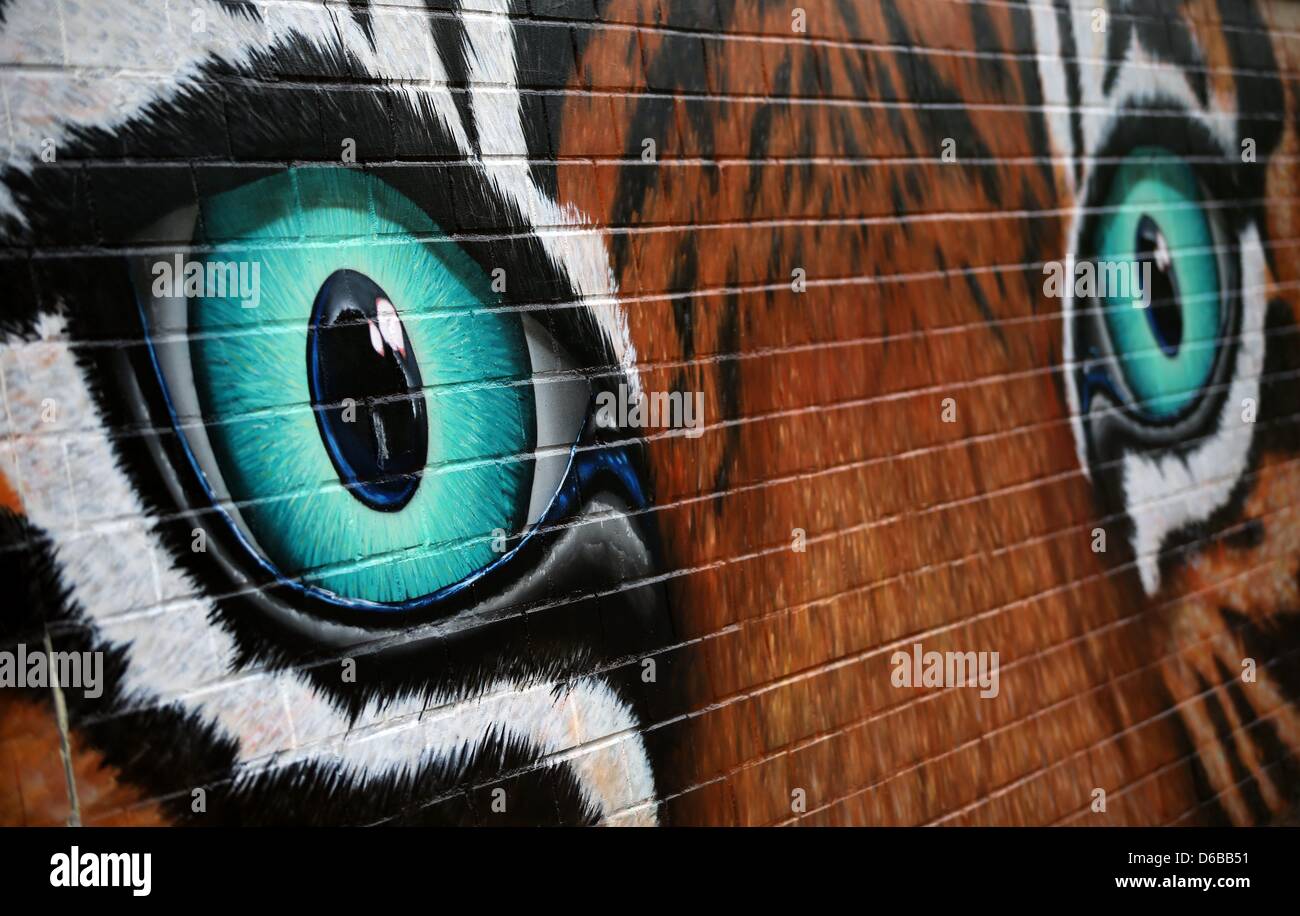 Ein Graffiti zeigt die Augen eines Tigers an einer Wand des Zoos in Köln,  Deutschland, 25. August 2012. Ein Tiger angegriffen ihre Tierpfleger am 25.  August 2012, die Frau tödlich, nach Angaben