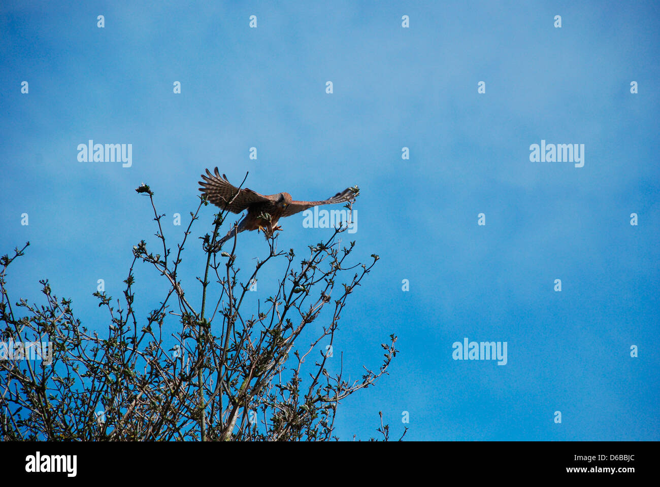 Ein junger Kestrel, der im Richmond Park London in einem Baum thront Stockfoto