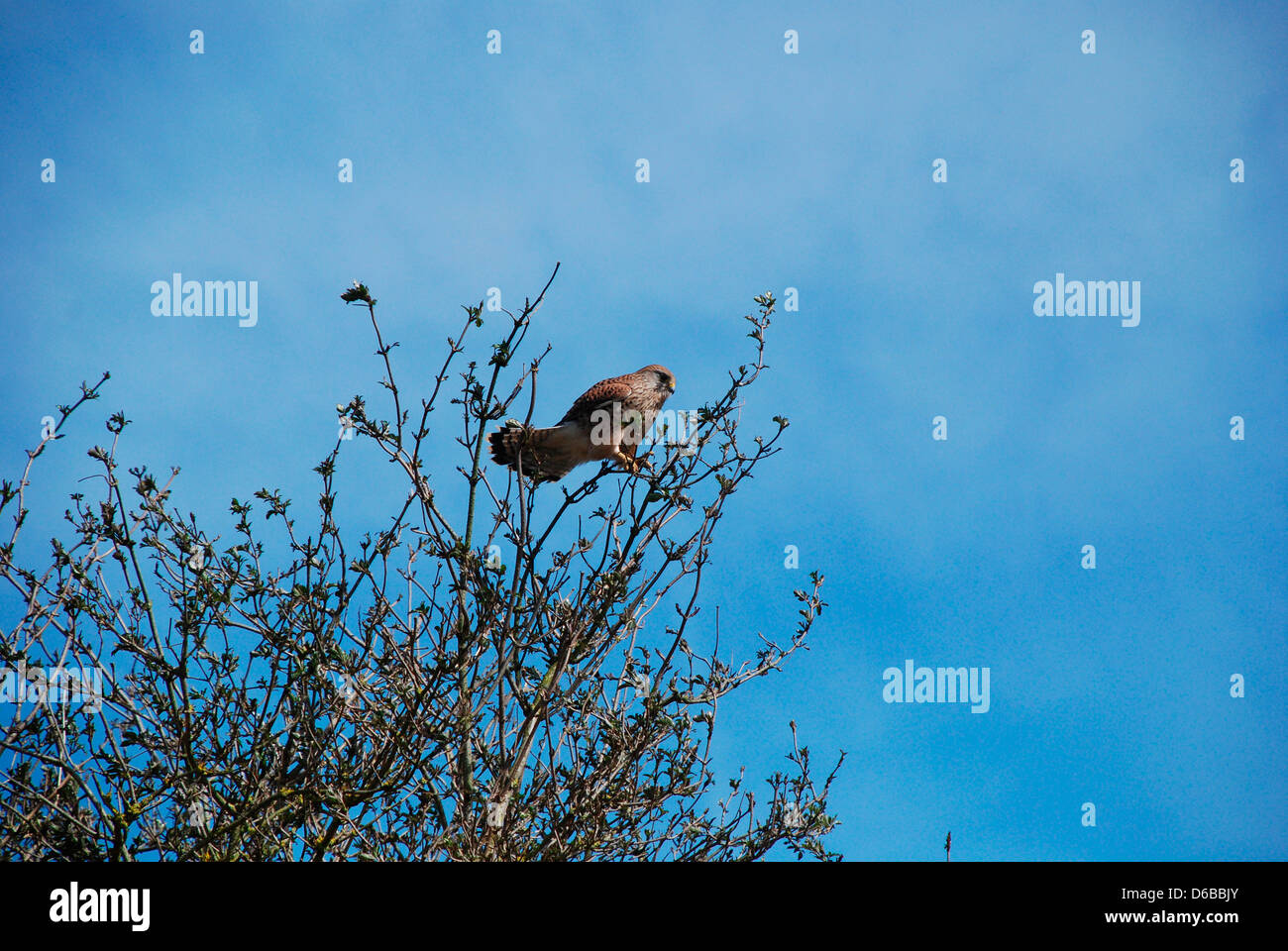 Ein junger Kestrel, der im Richmond Park London in einem Baum thront Stockfoto