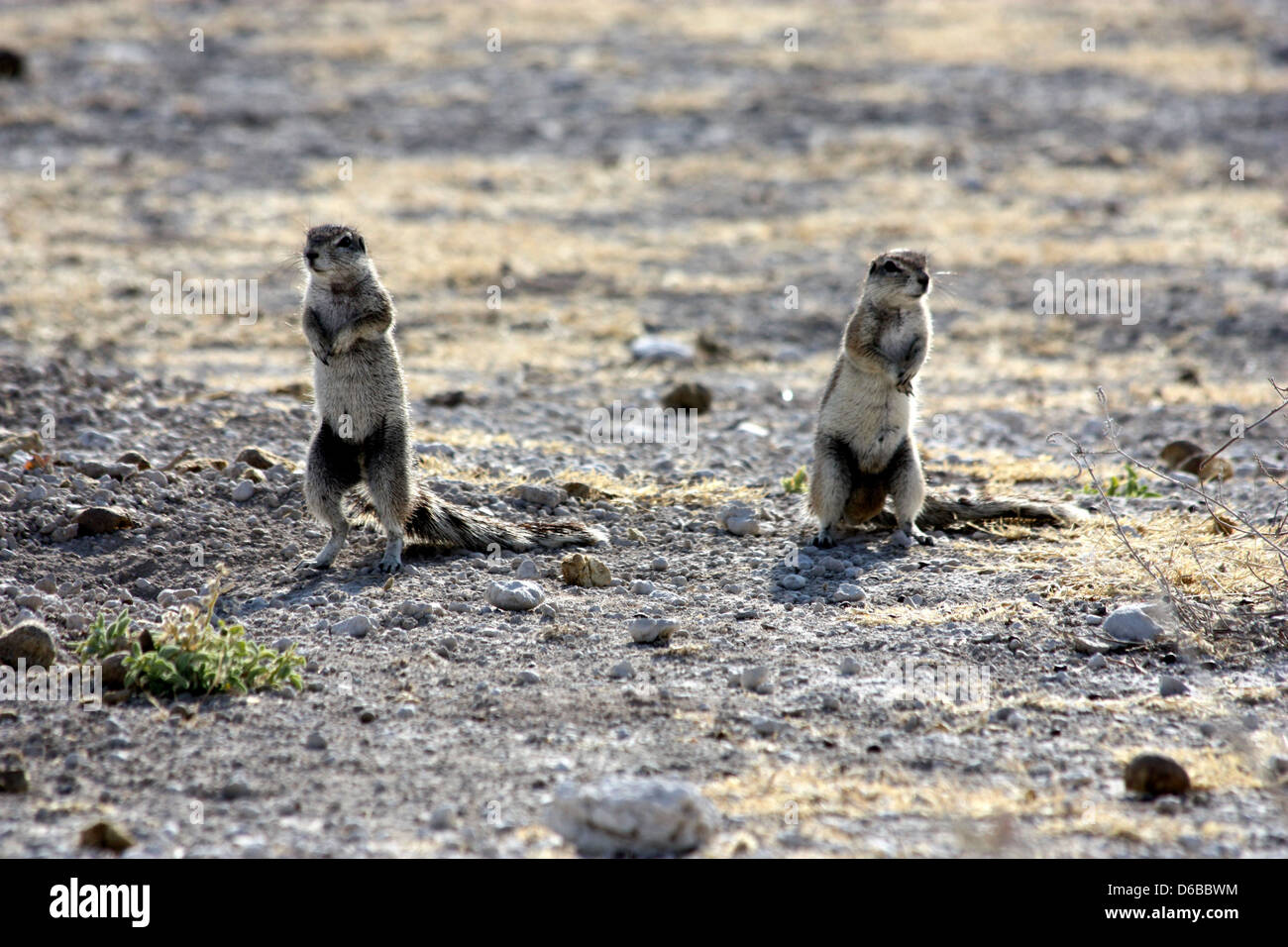 Zwei Eichhörnchen achten Sie auf gefährliche Stockfoto