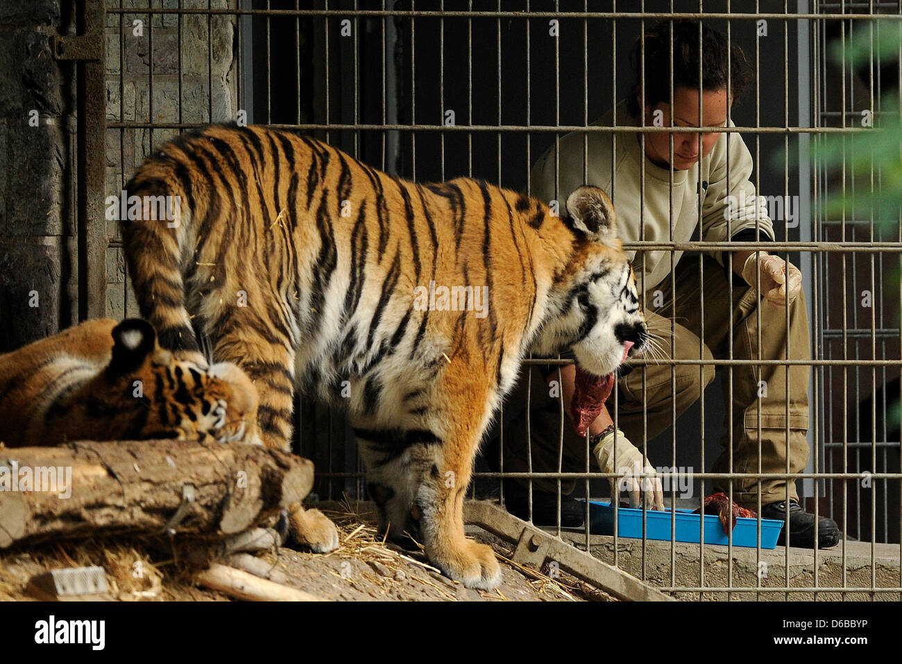 Ein Tierpfleger füttert Tiger im Zoo in Köln, 26. August 2012. "Nur" und männliche Tiger wurden "Altai" Köln im Frühjahr 2011 im Rahmen des Europäischen vom Aussterben bedrohte Arten Programm (EEP) gebracht, Leistungsprüfungssieger weiter zu sichern. Altai Griff ein Tierpfleger am 25. August 2012, die Frau tödlich verletzt, und der Direktor des Zoos das Tier mit einem Gewehr erschossen, während des Vorfalls, h Stockfoto