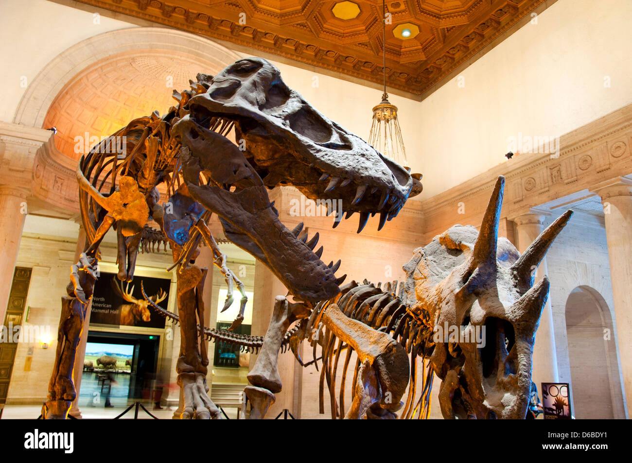 Dinosaurier Skelett, Natural History Museum, Los Angeles, CA Stockfoto