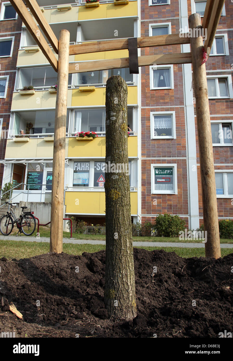Die Neu Gepflanzten Frieden Eiche Vor Dem Haus Sonnenblume In